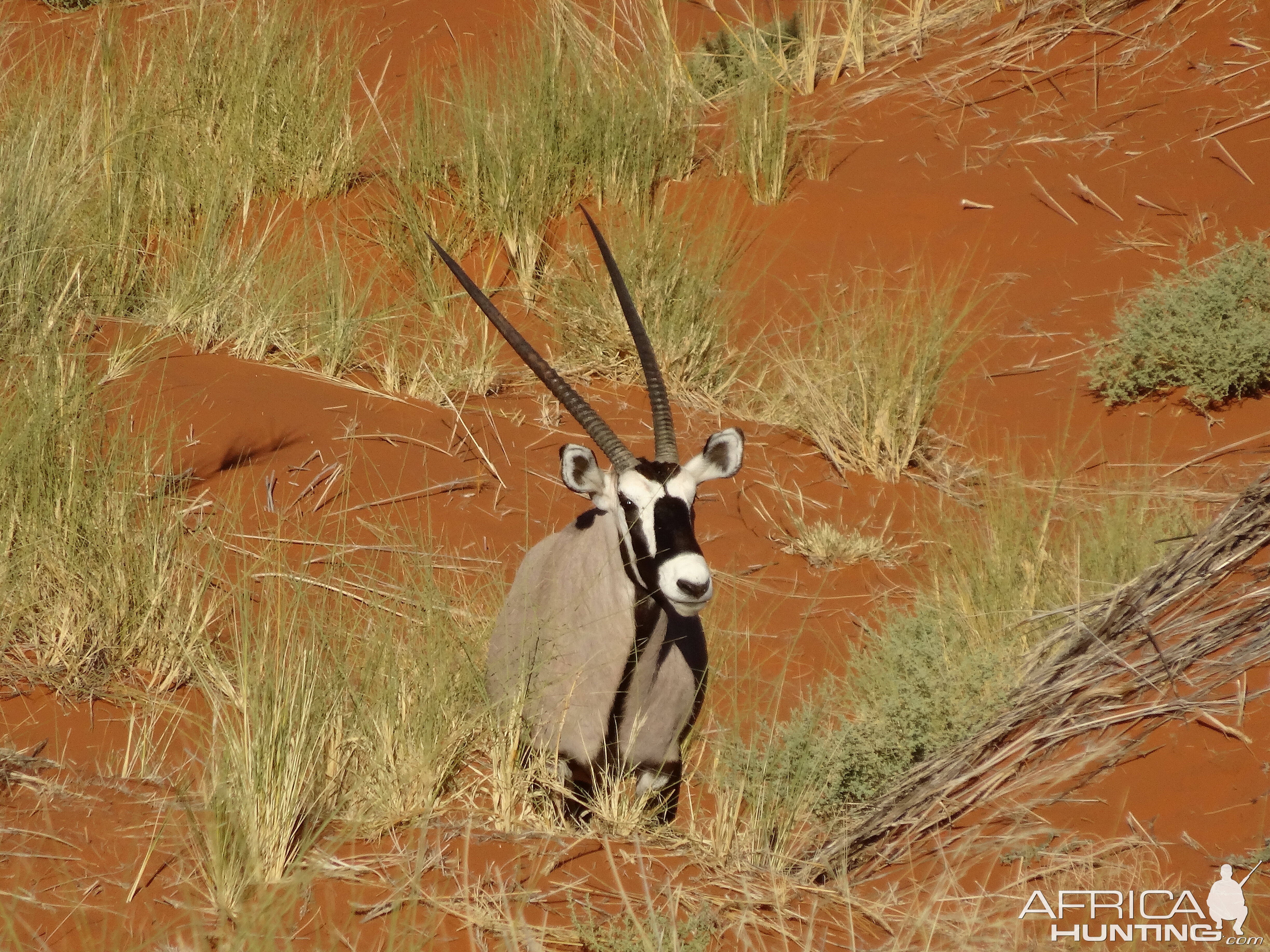 oryx in Kalahari sand