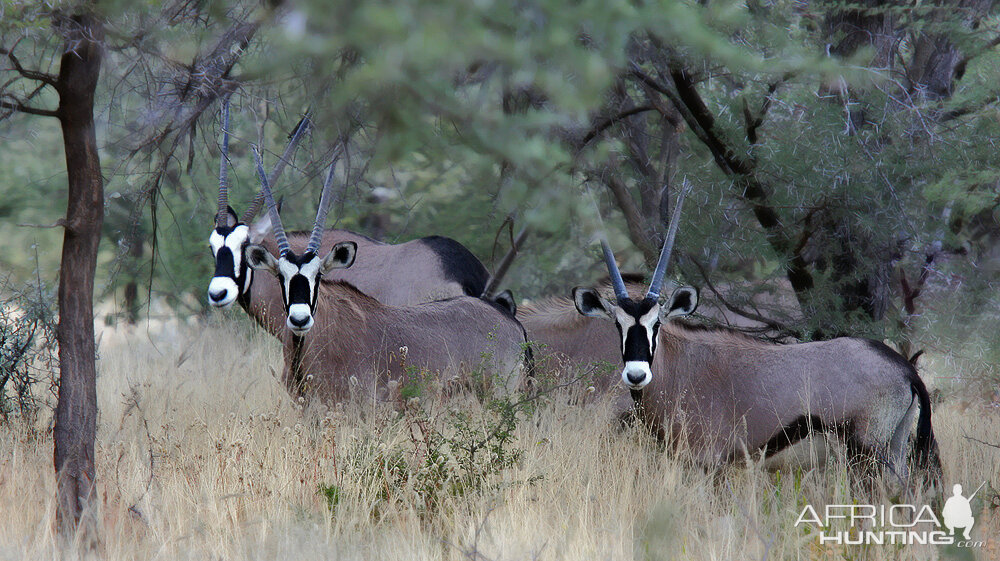 Oryx in Namibia