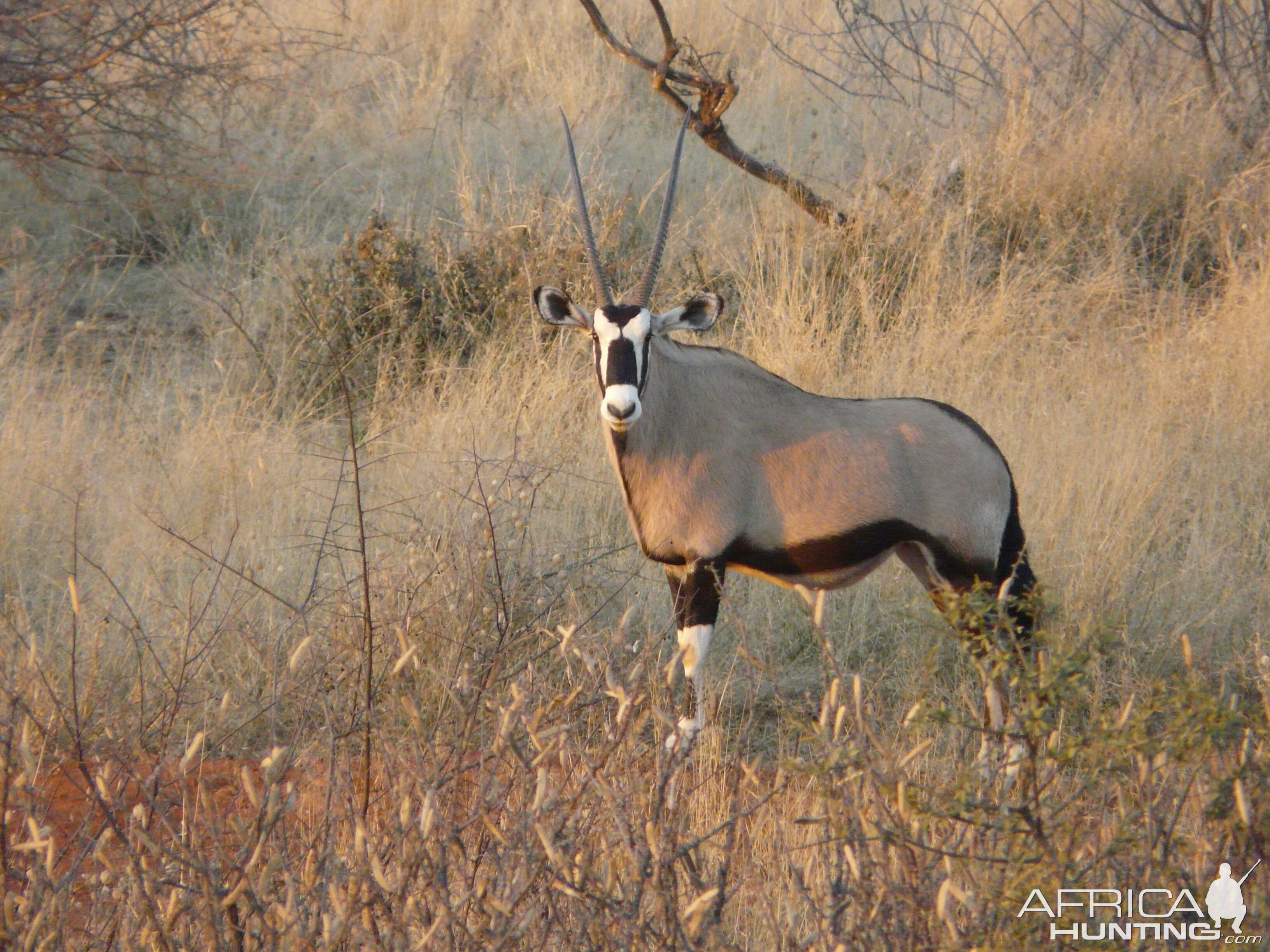 Oryx - Namibia - July 2011