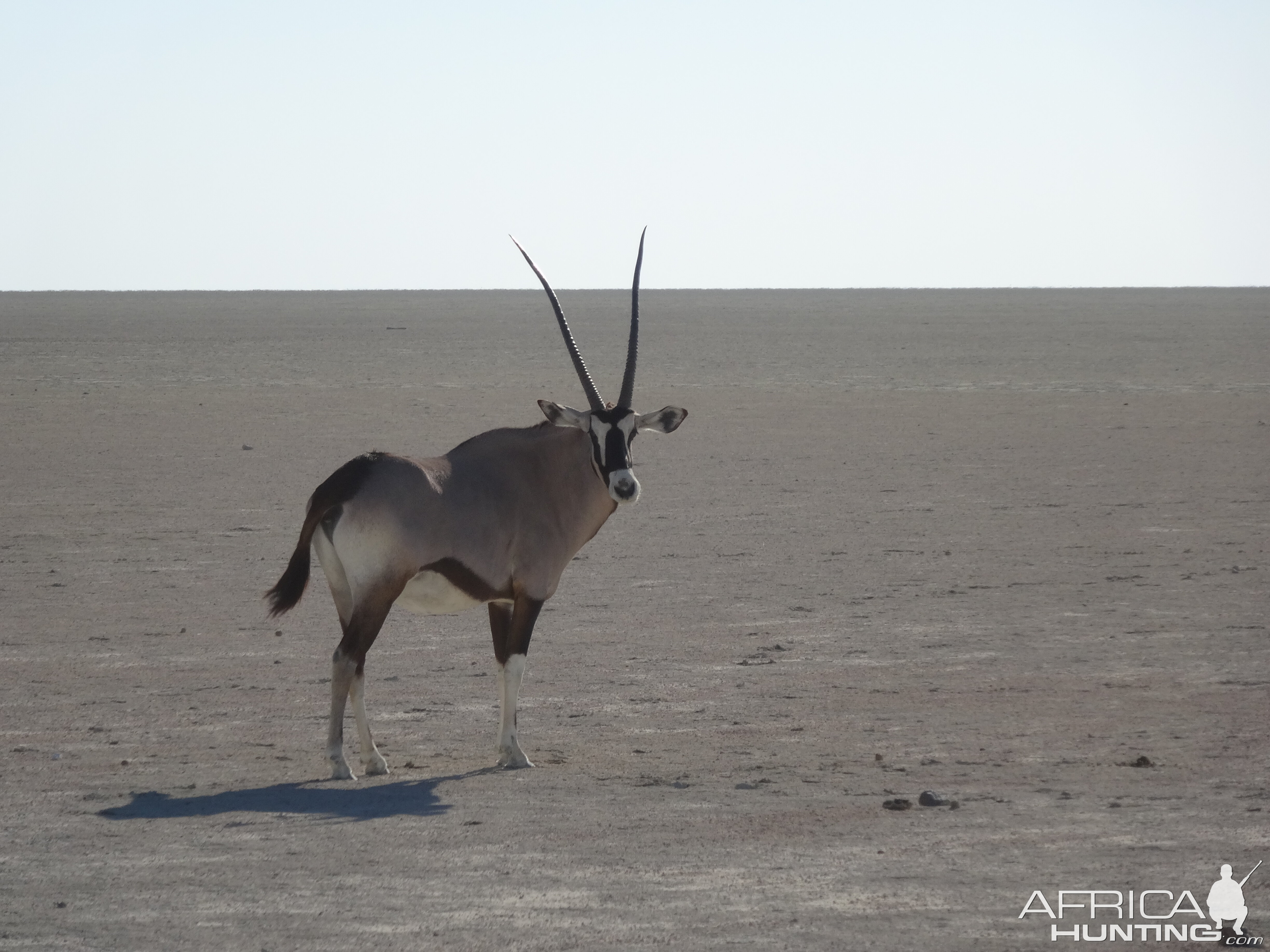 oryx on the Etosha pan