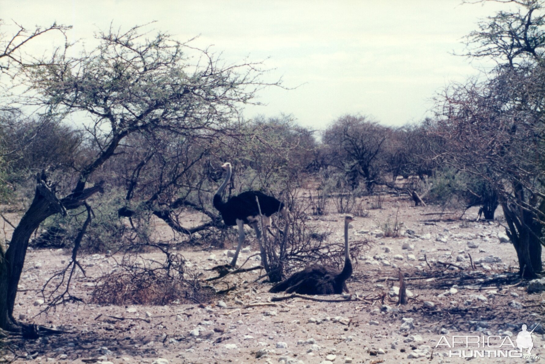 Ostrich at Etosha National Park in Namibia