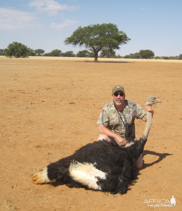 Ostrich Hunt Namibia