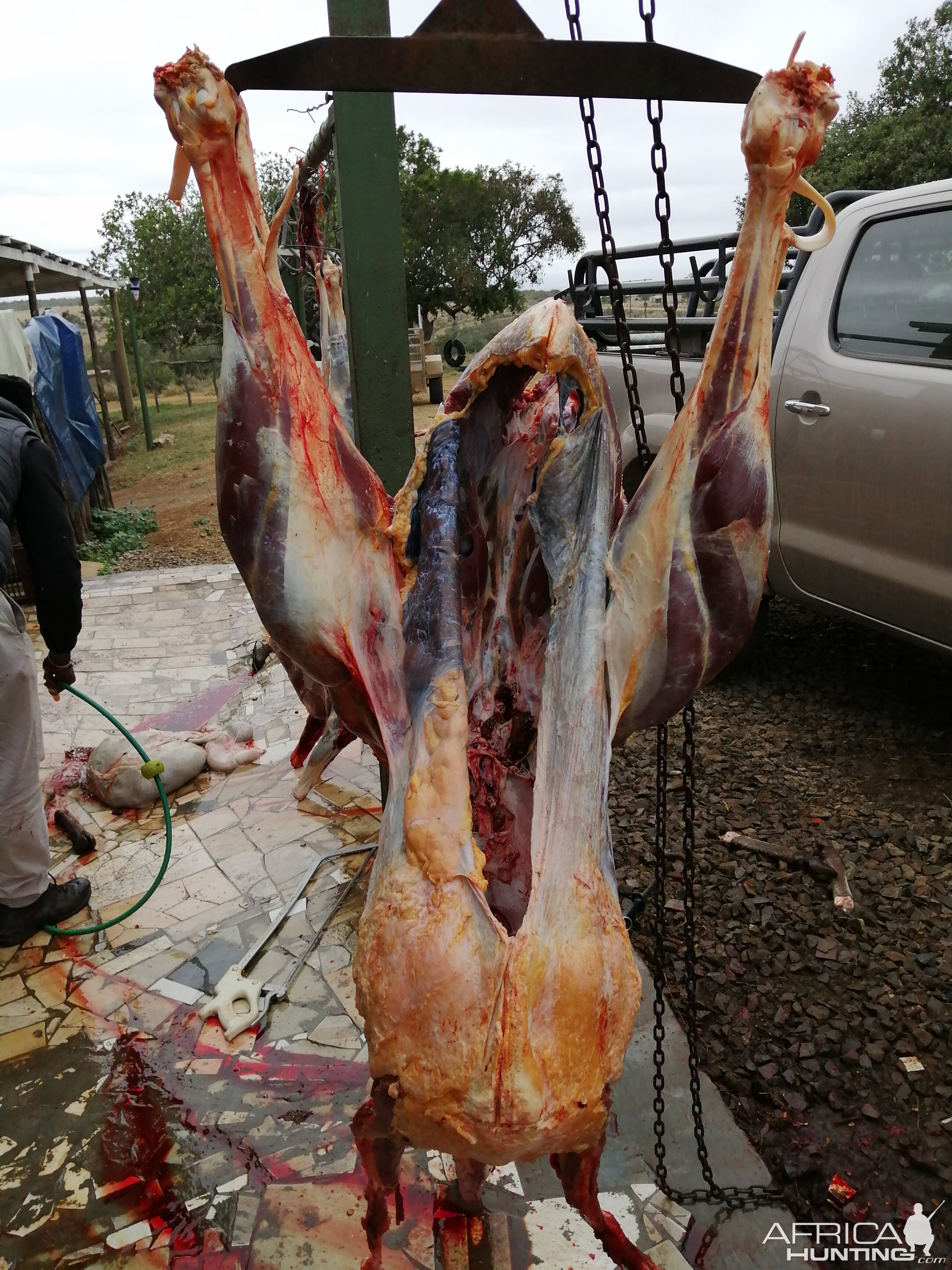 Ostrich Hunt South Africa