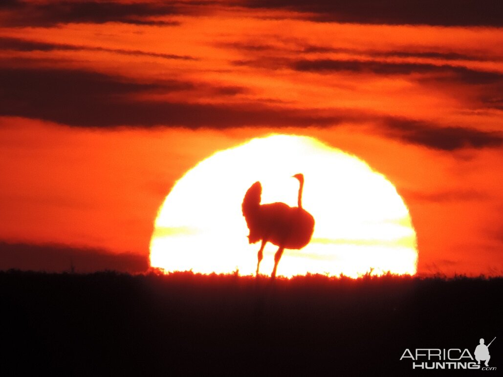Ostrich in the sunset at Karreekloof