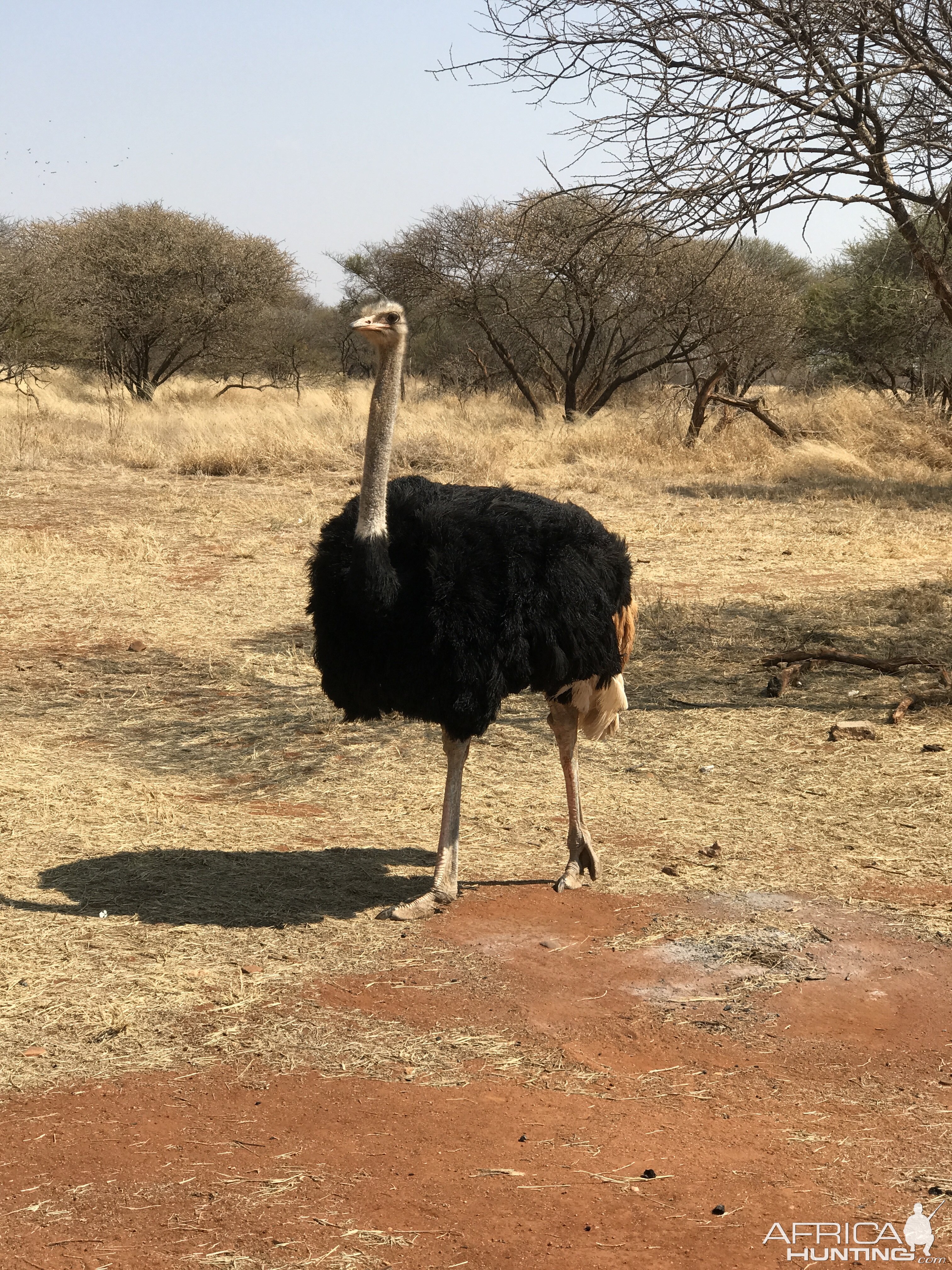 Ostrich South Africa
