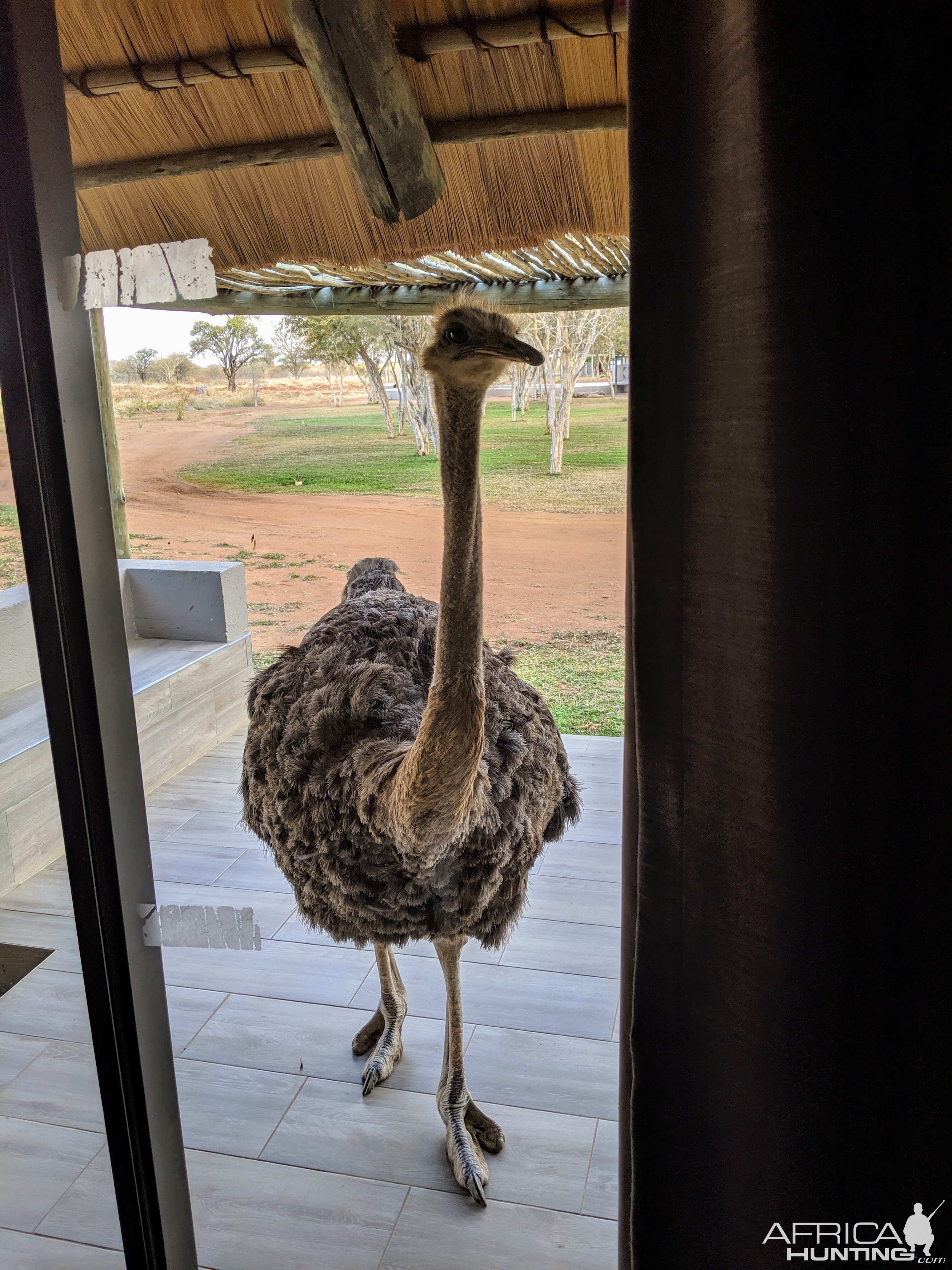 Ostrich