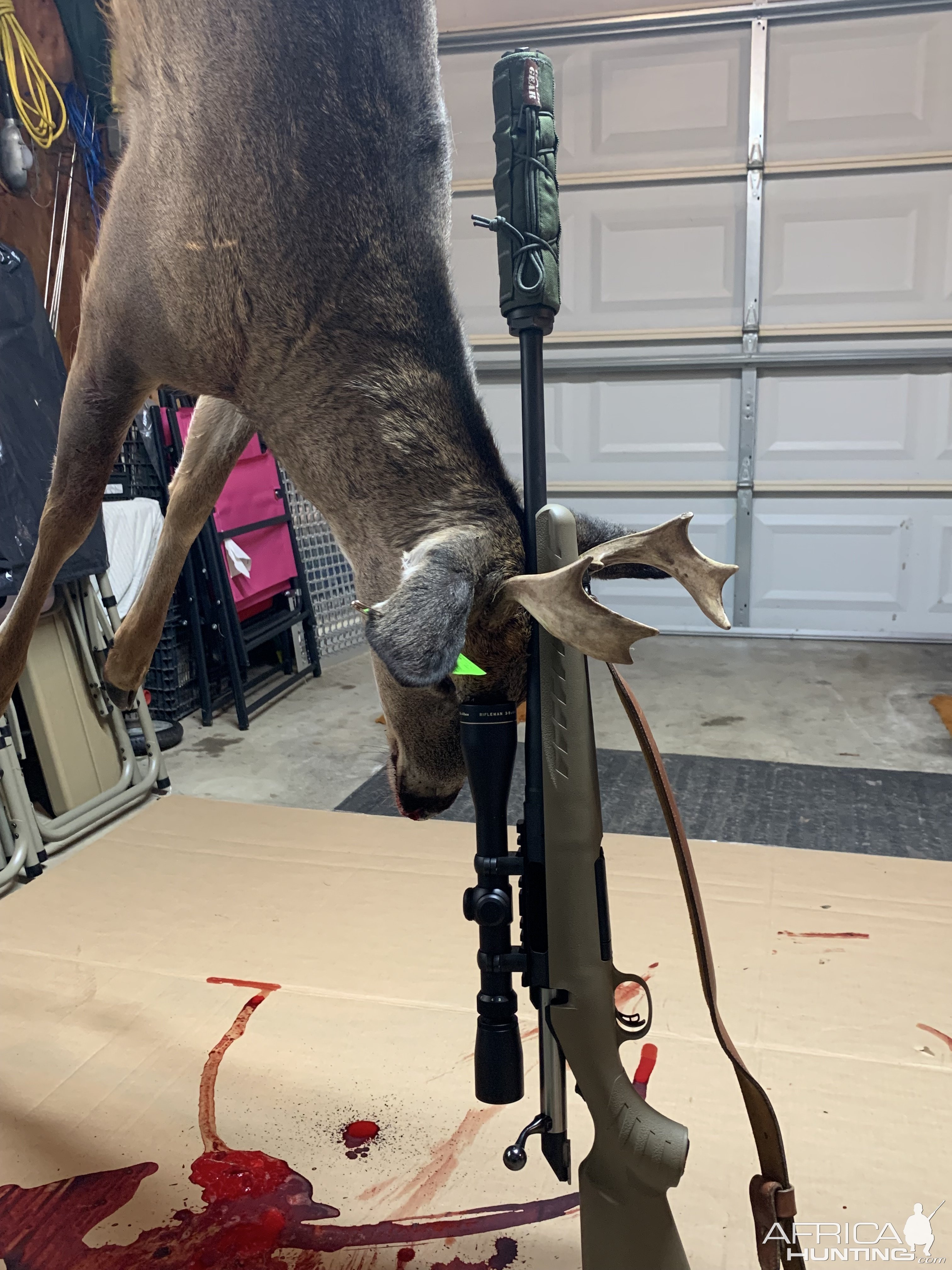 PA Whitetail, 2022