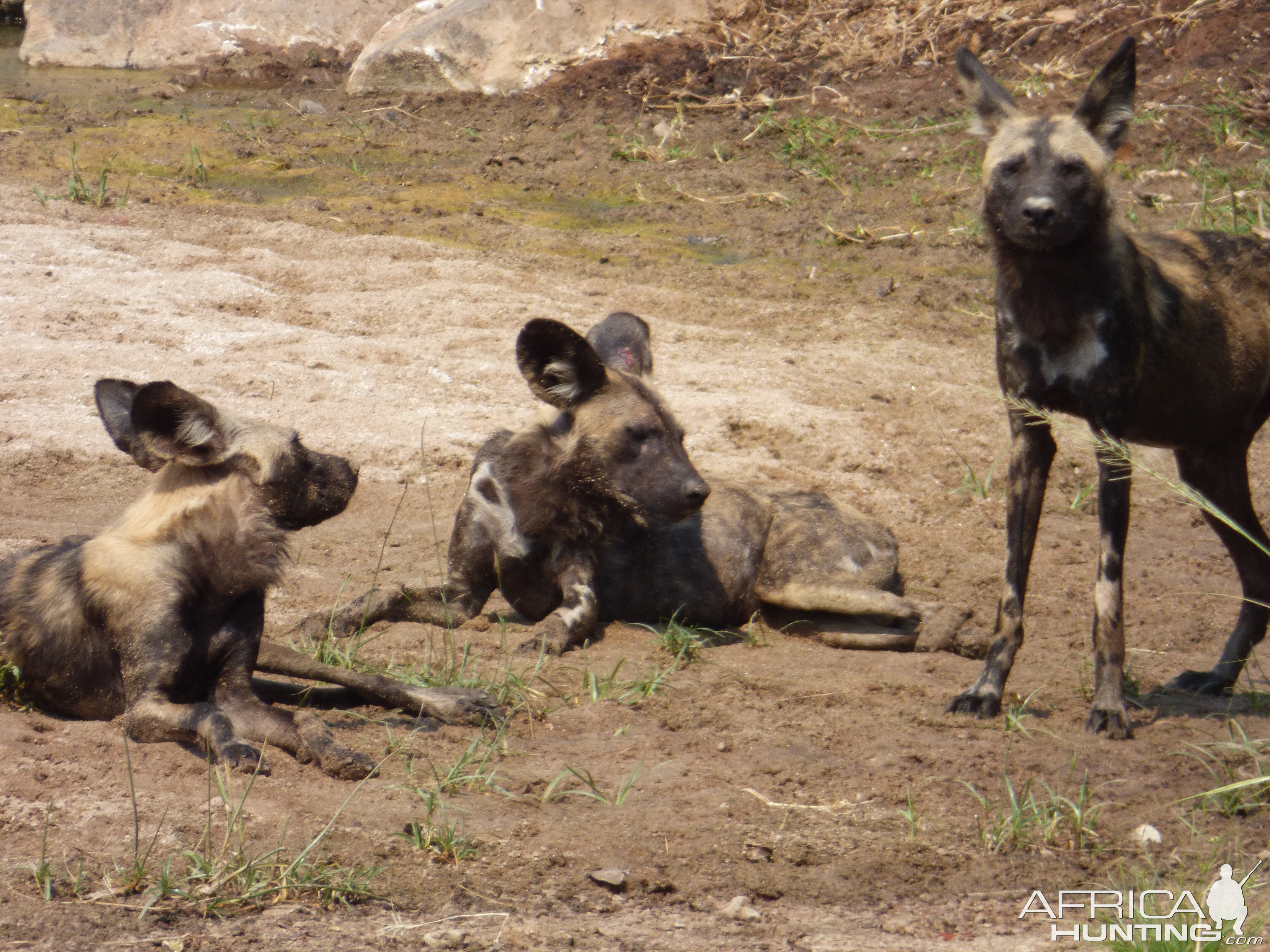 Pack of African WIld Dogs