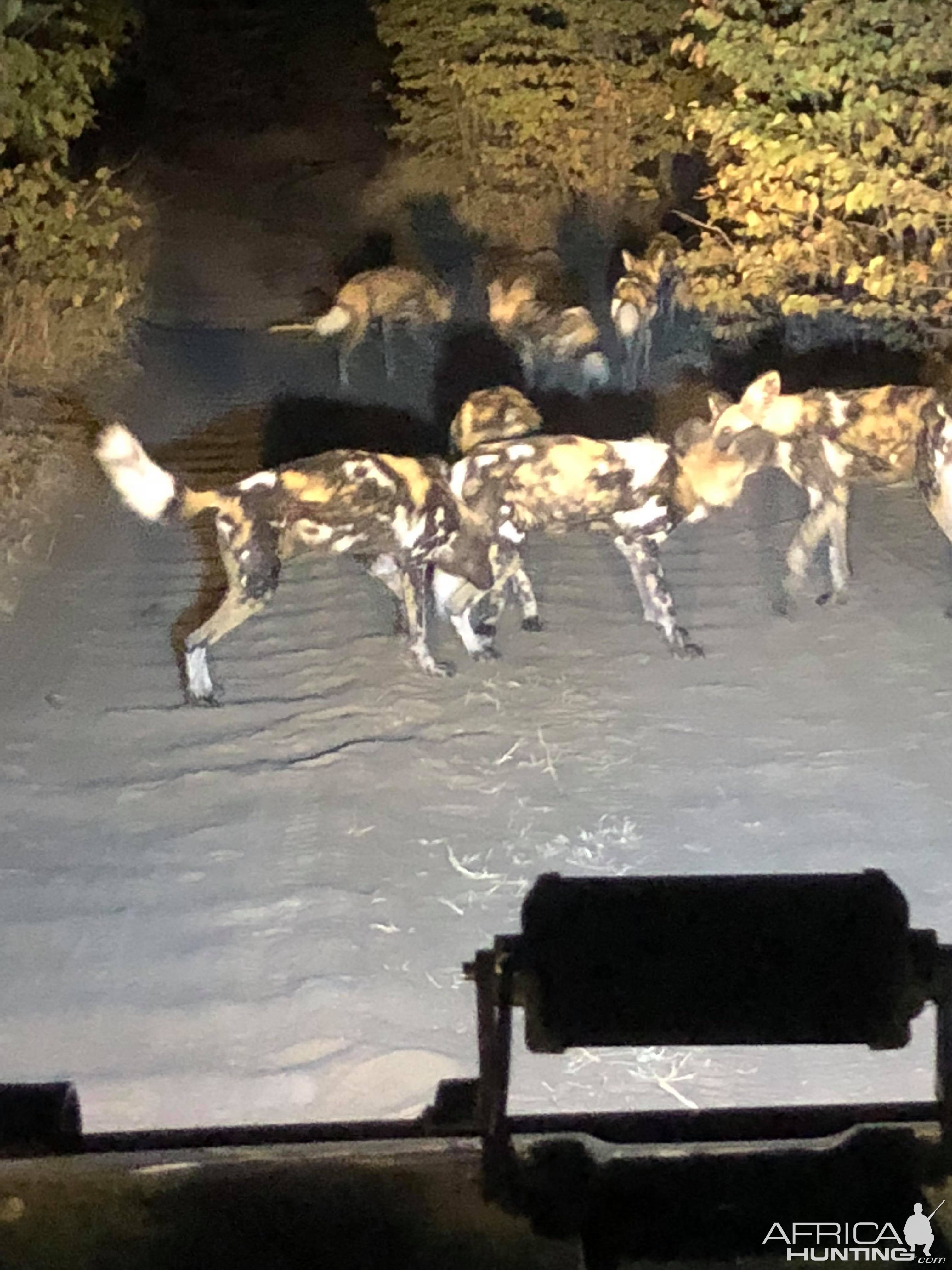 Pack of Wild Dogs in Zambia