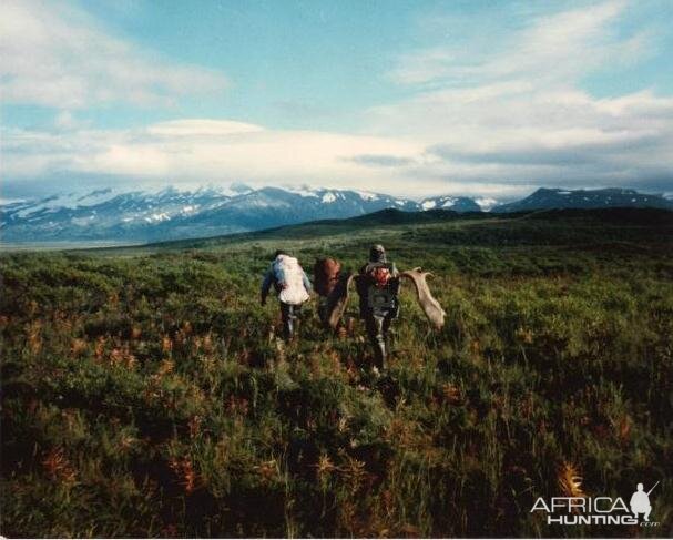 Packing out a Moose, Alaska