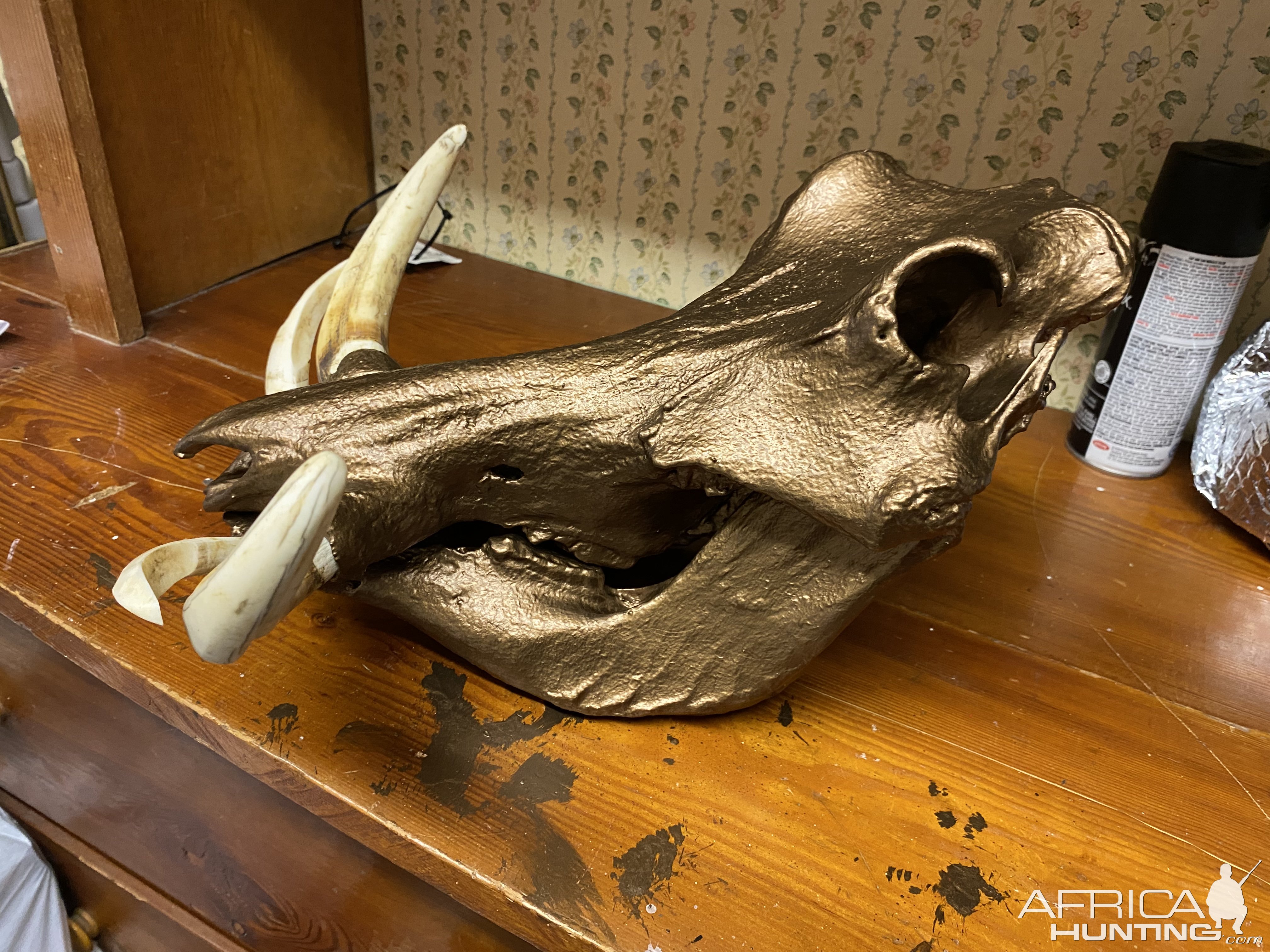 Painted Warthog Skull