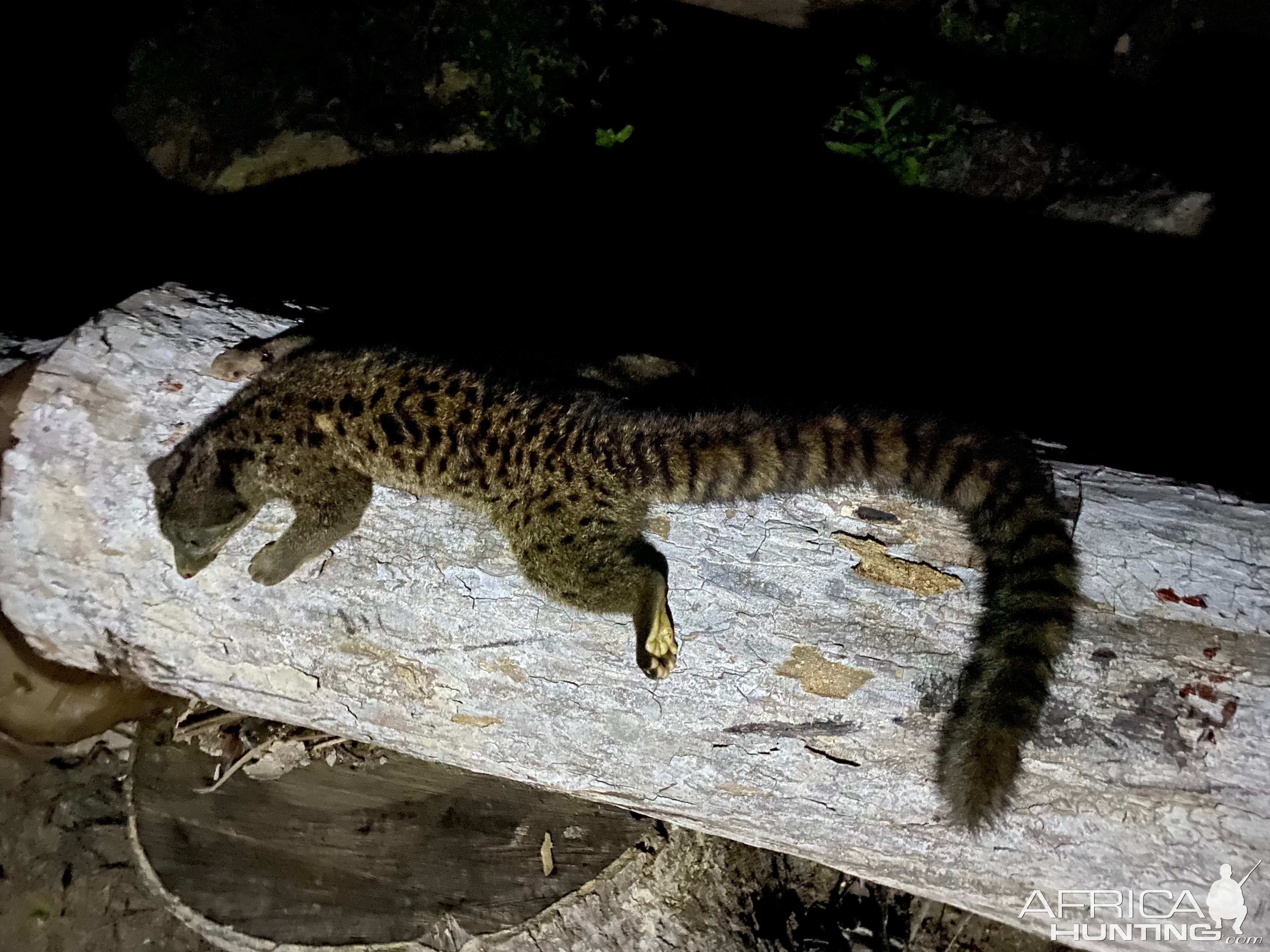 Palm Civet Hunt Liberia