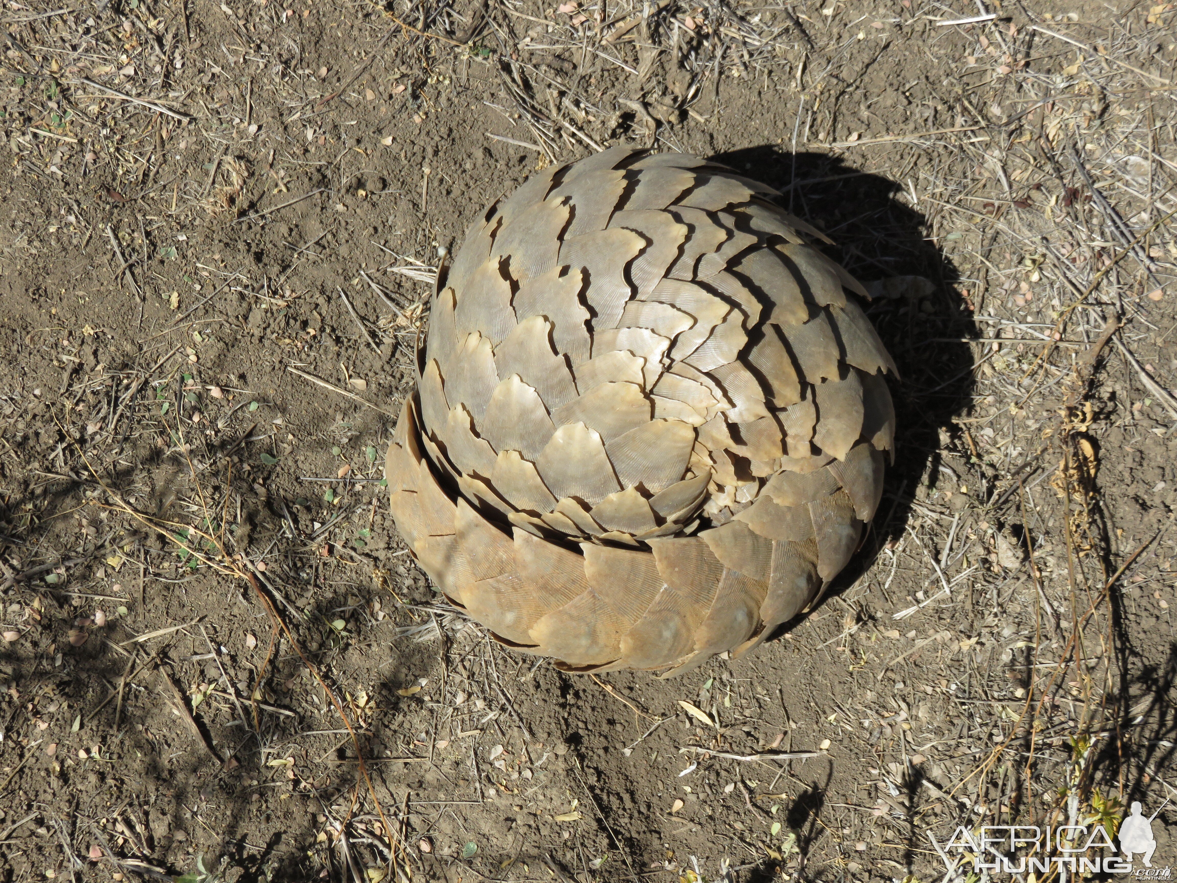 Pangolin all rolled up