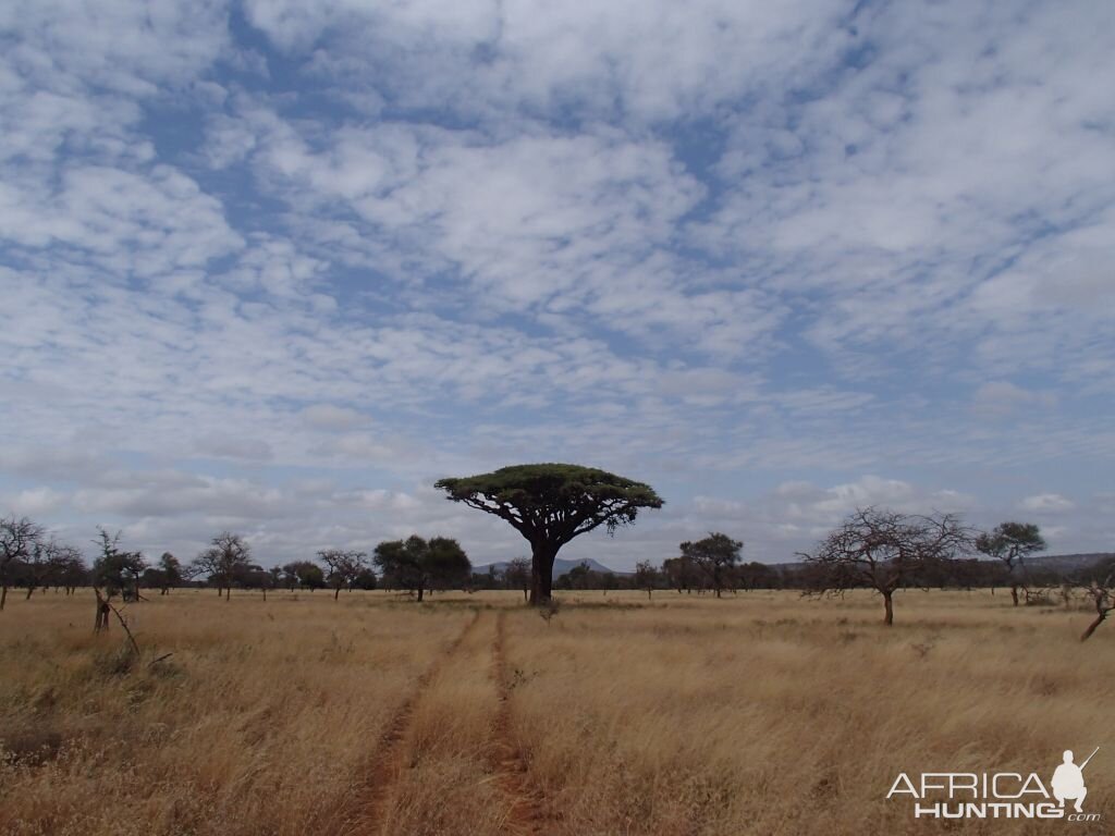 Panoramic View Tanzania