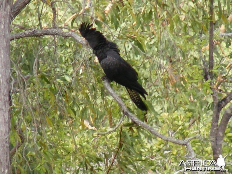 Parrot Australia