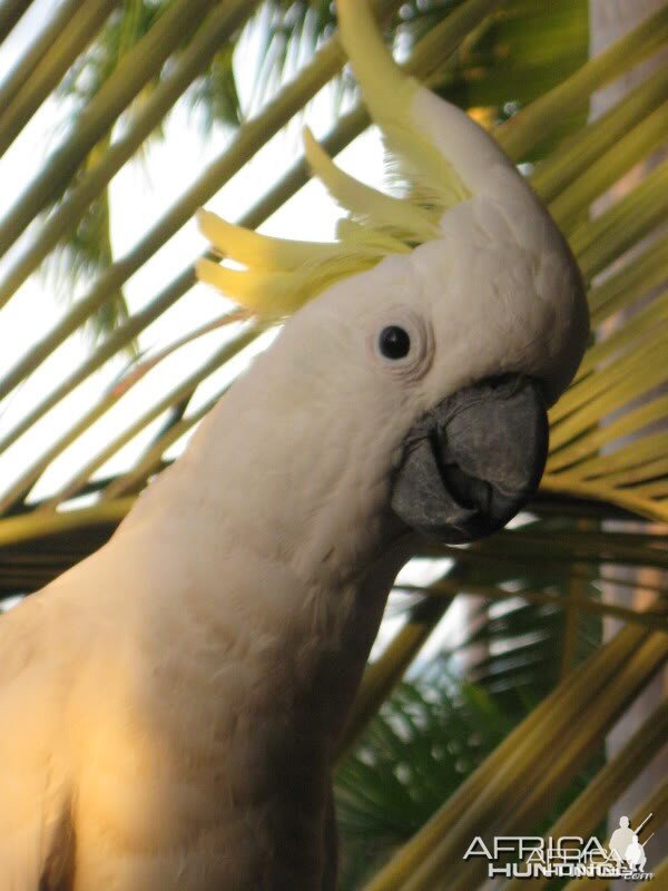 Parrot Australia