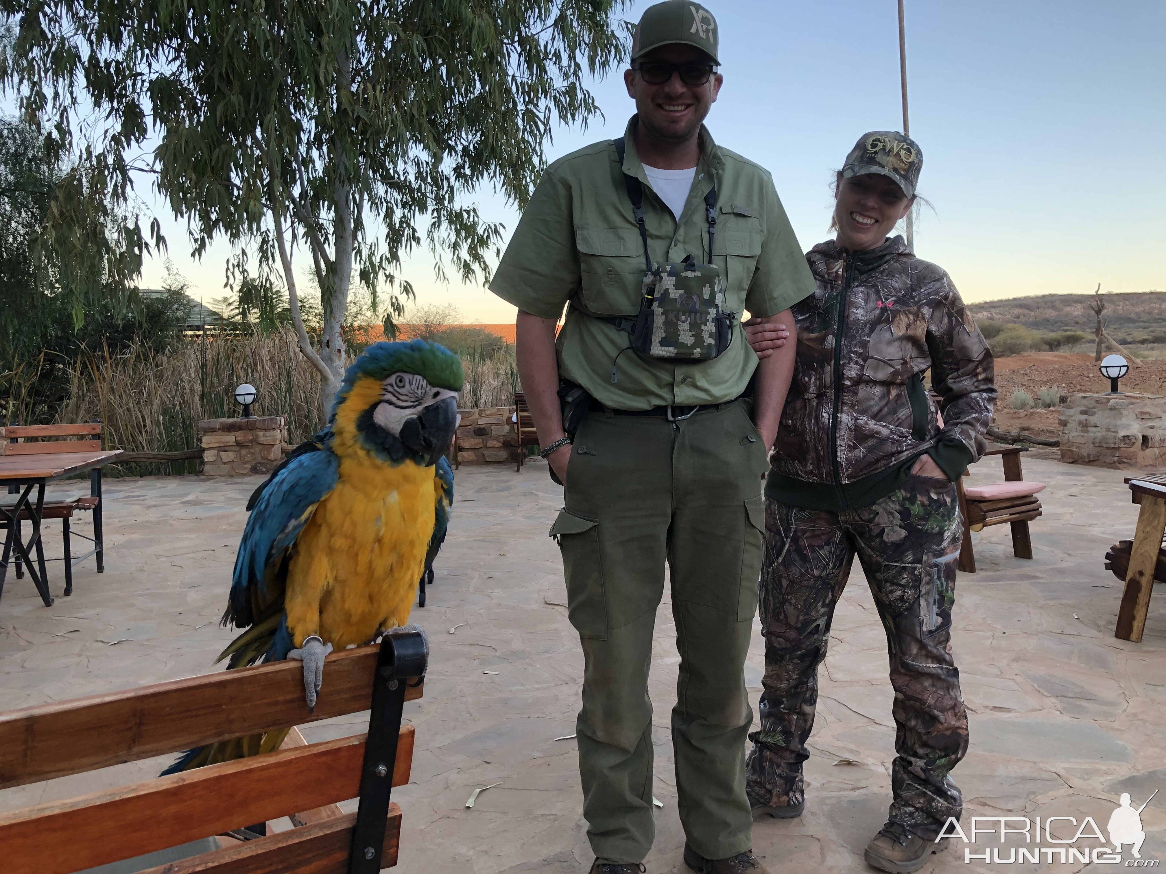 Parrot in Namibia