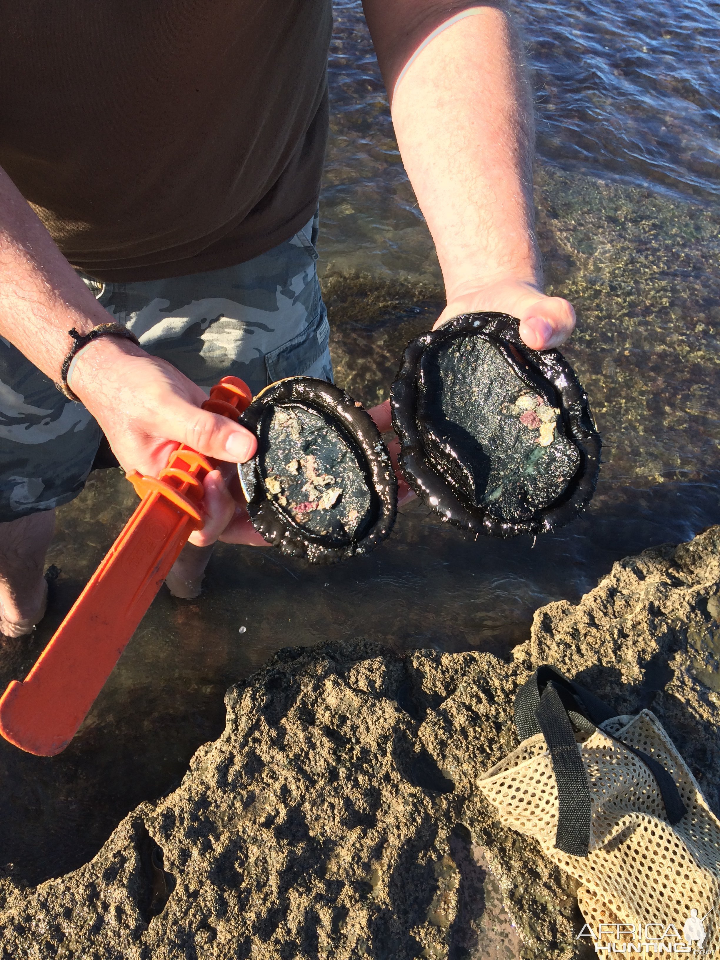 Paua (black abalone)