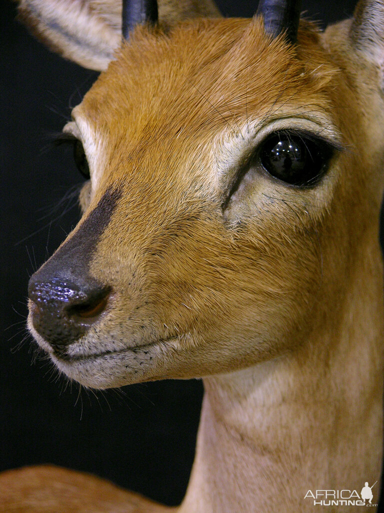 Pedestal Taxidermy Steenbok