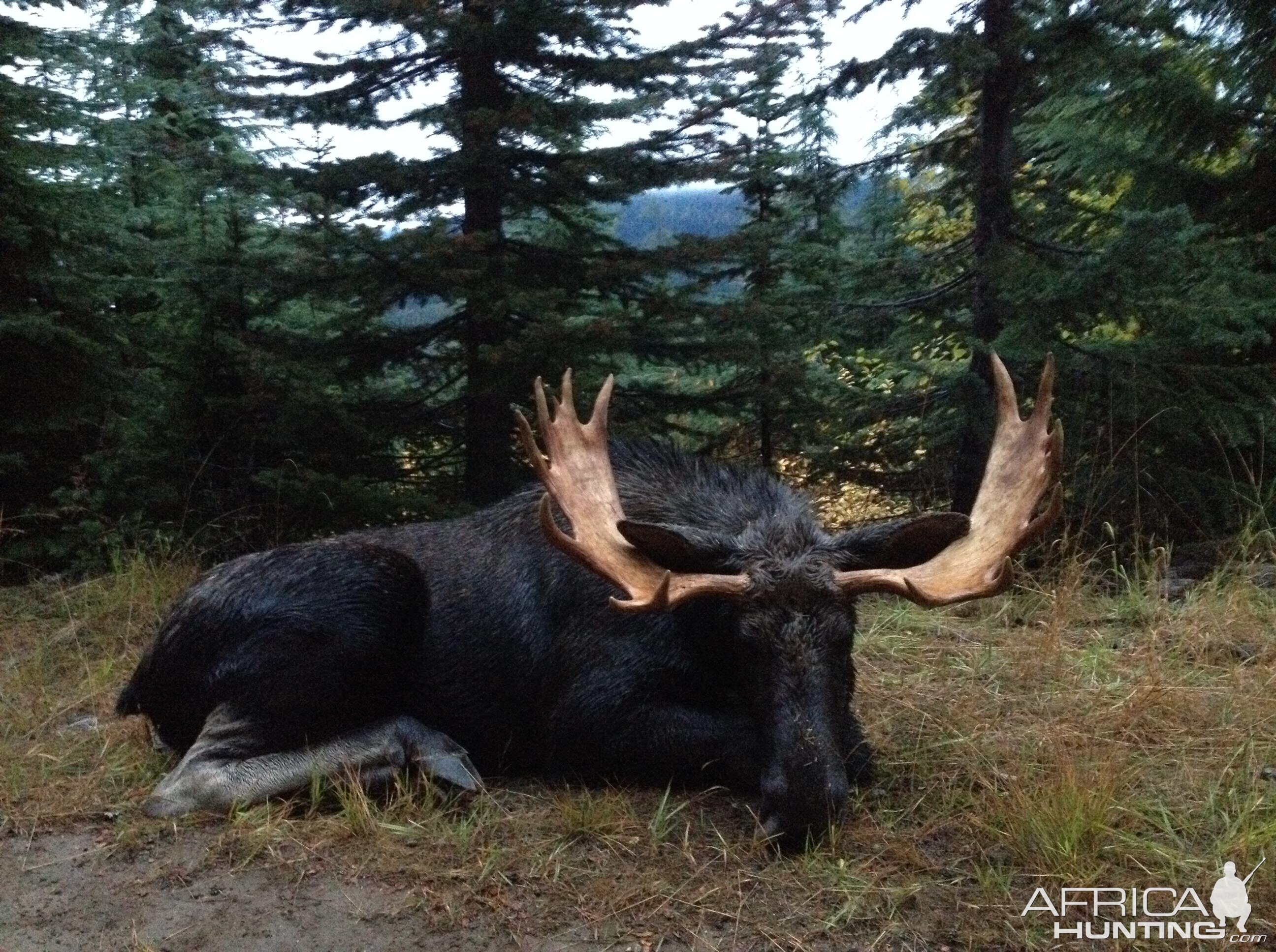 Peggy's Idaho Shiras Moose