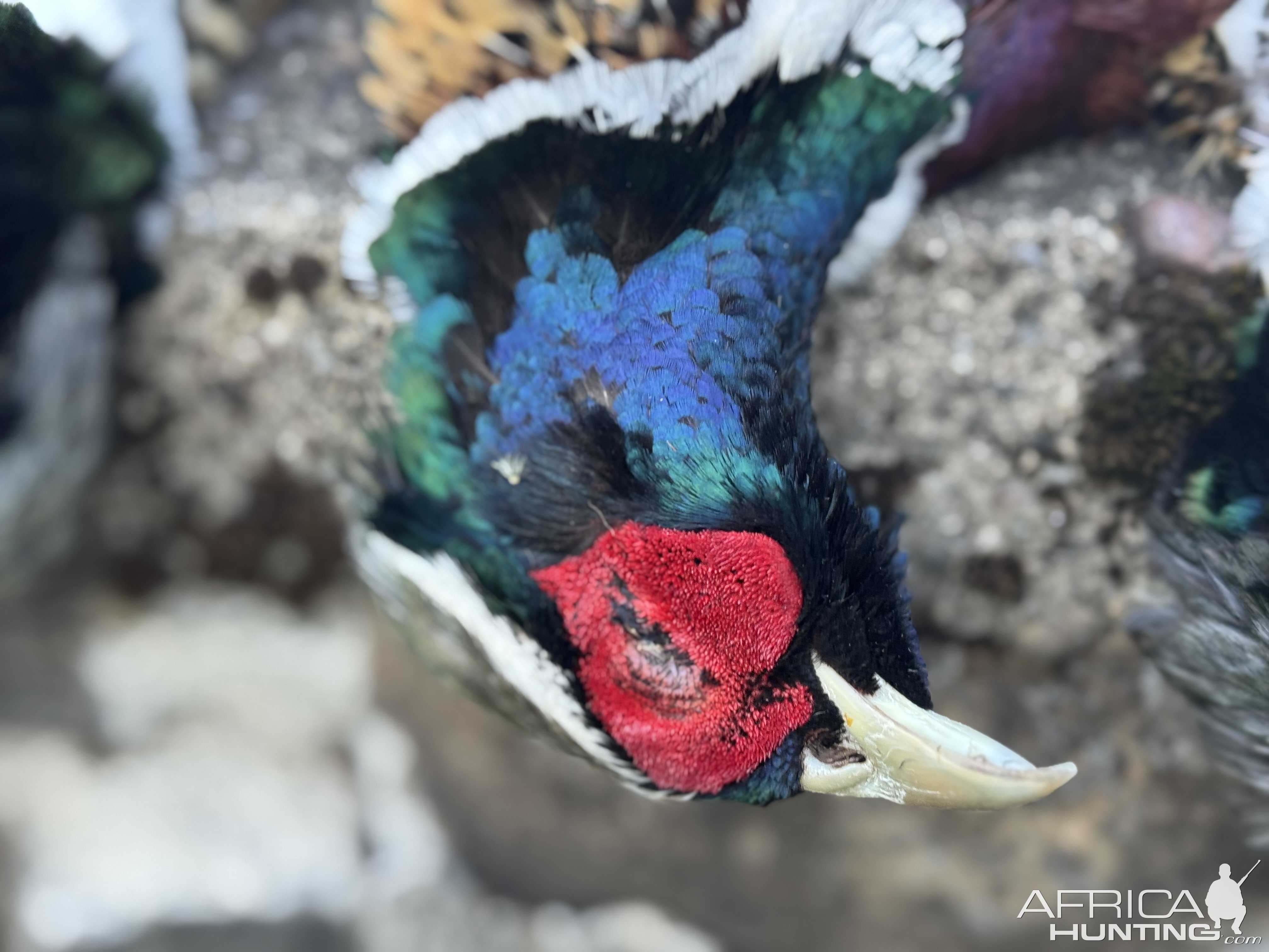 Pennsylvania Upland Pheasant Hunting 2025