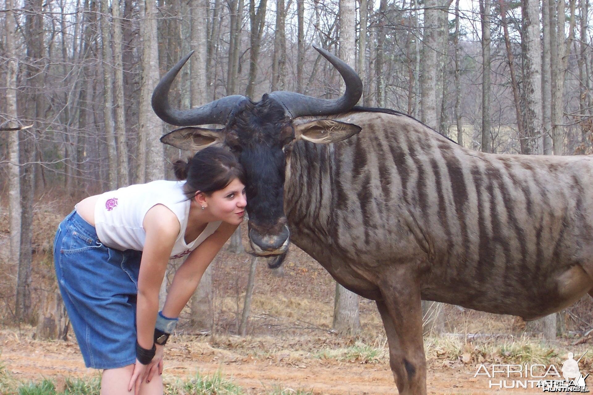 Pet Blue Gnu (Blue Wildebeest)