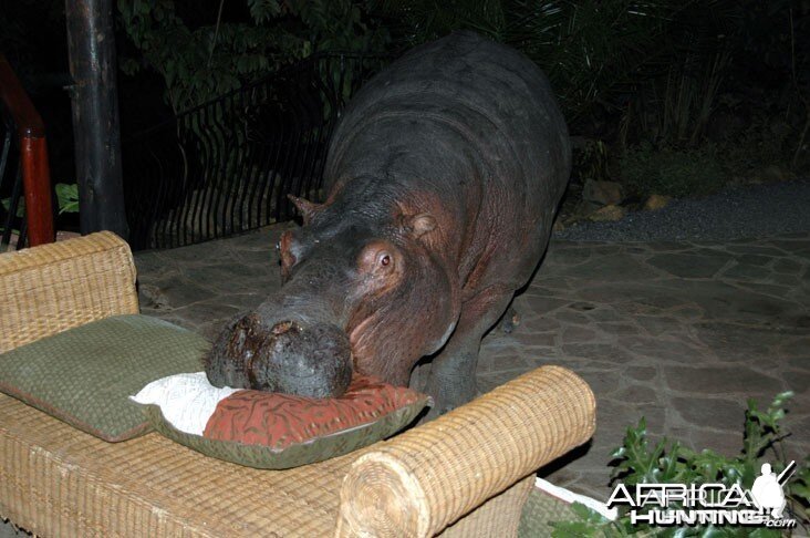 Pet Hippo in Camp