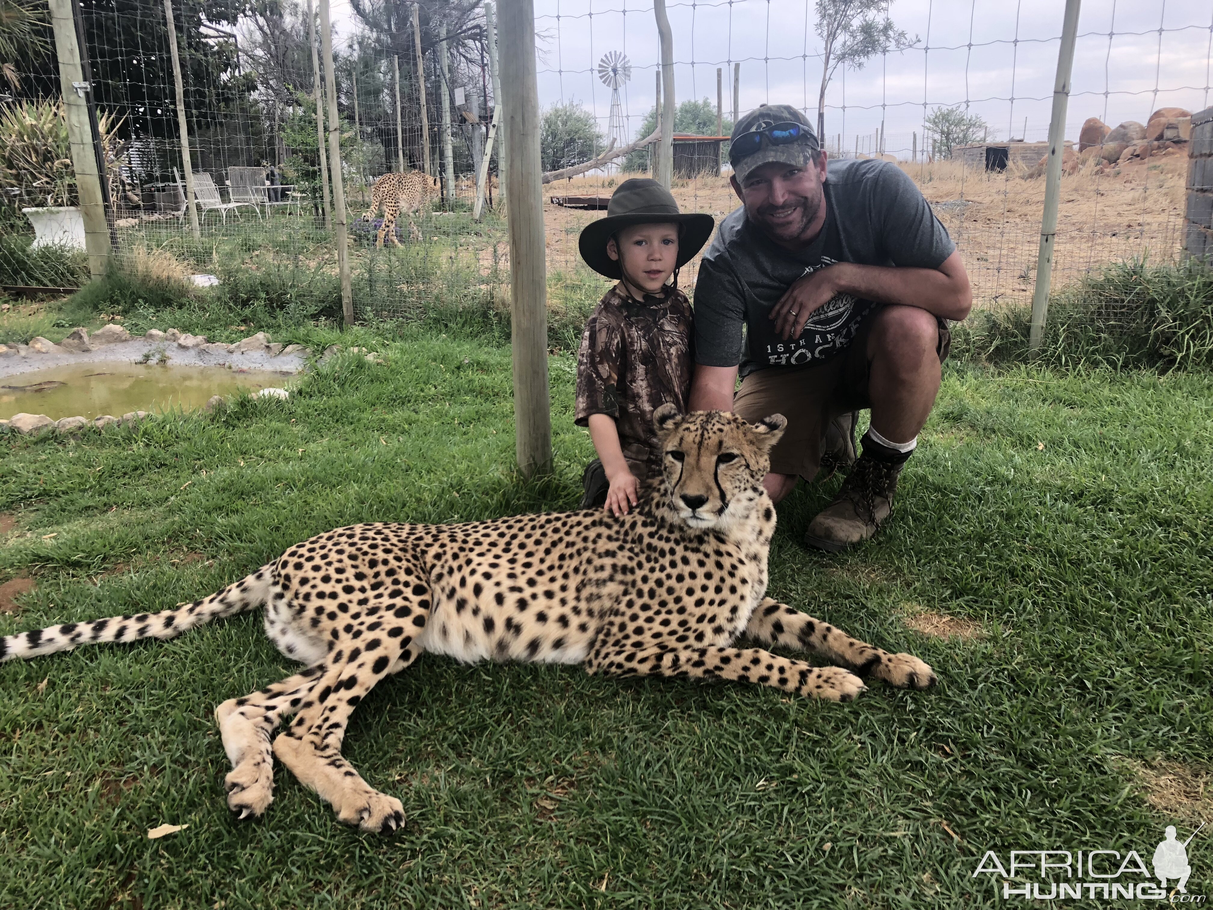 Petting Cheetah