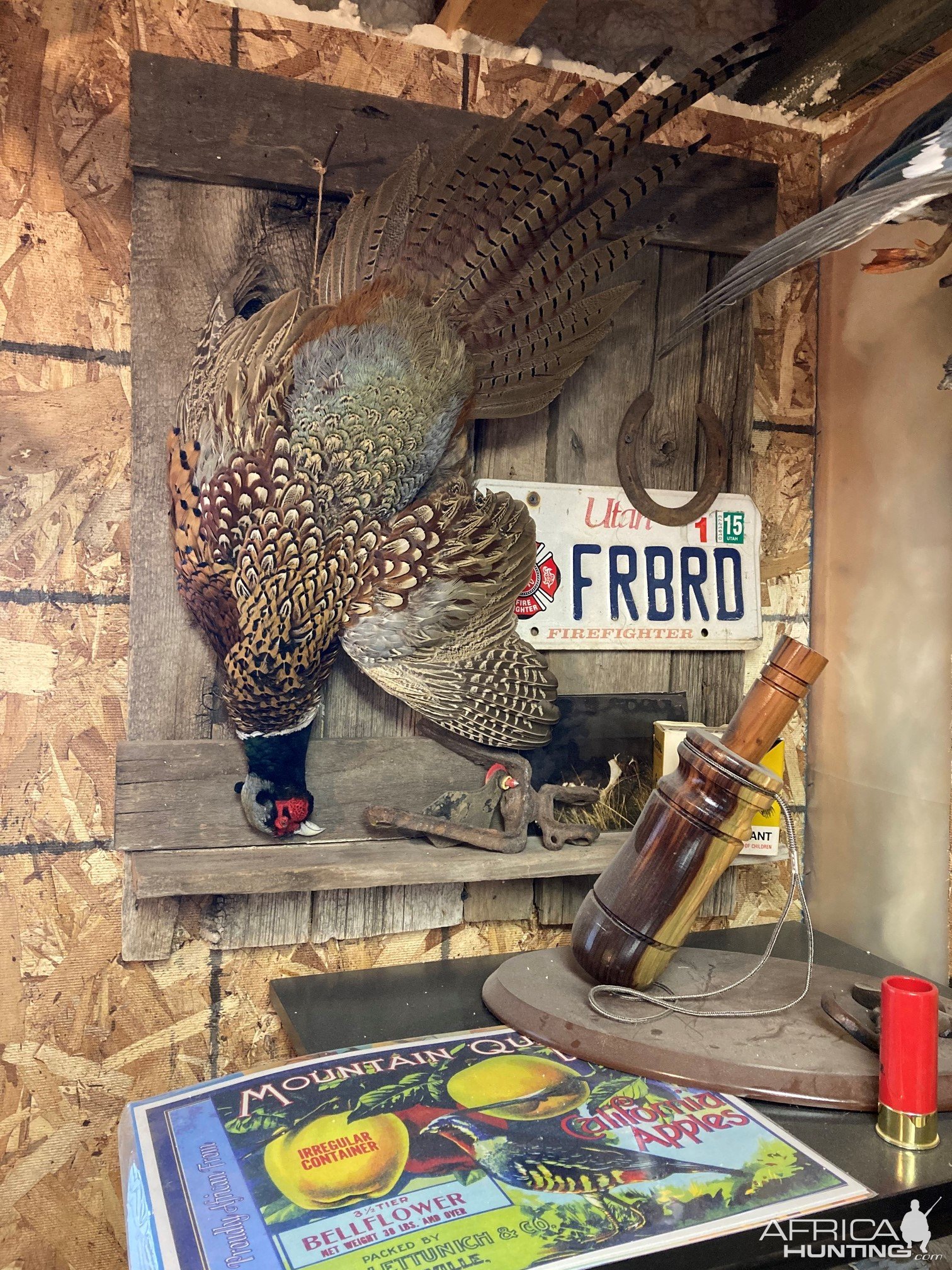 Pheasant Full Mount Taxidermy