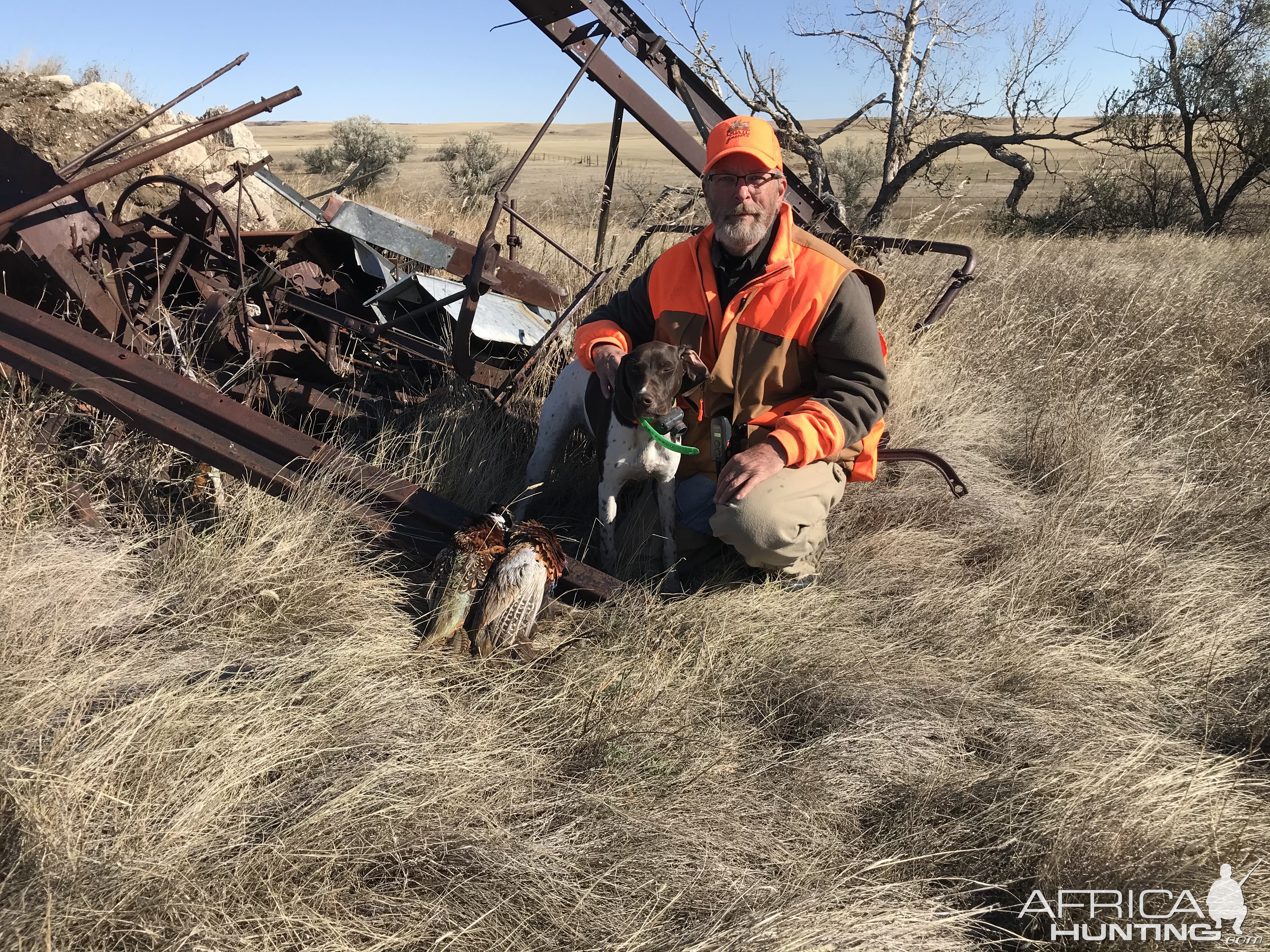 Pheasant Hunt Montana