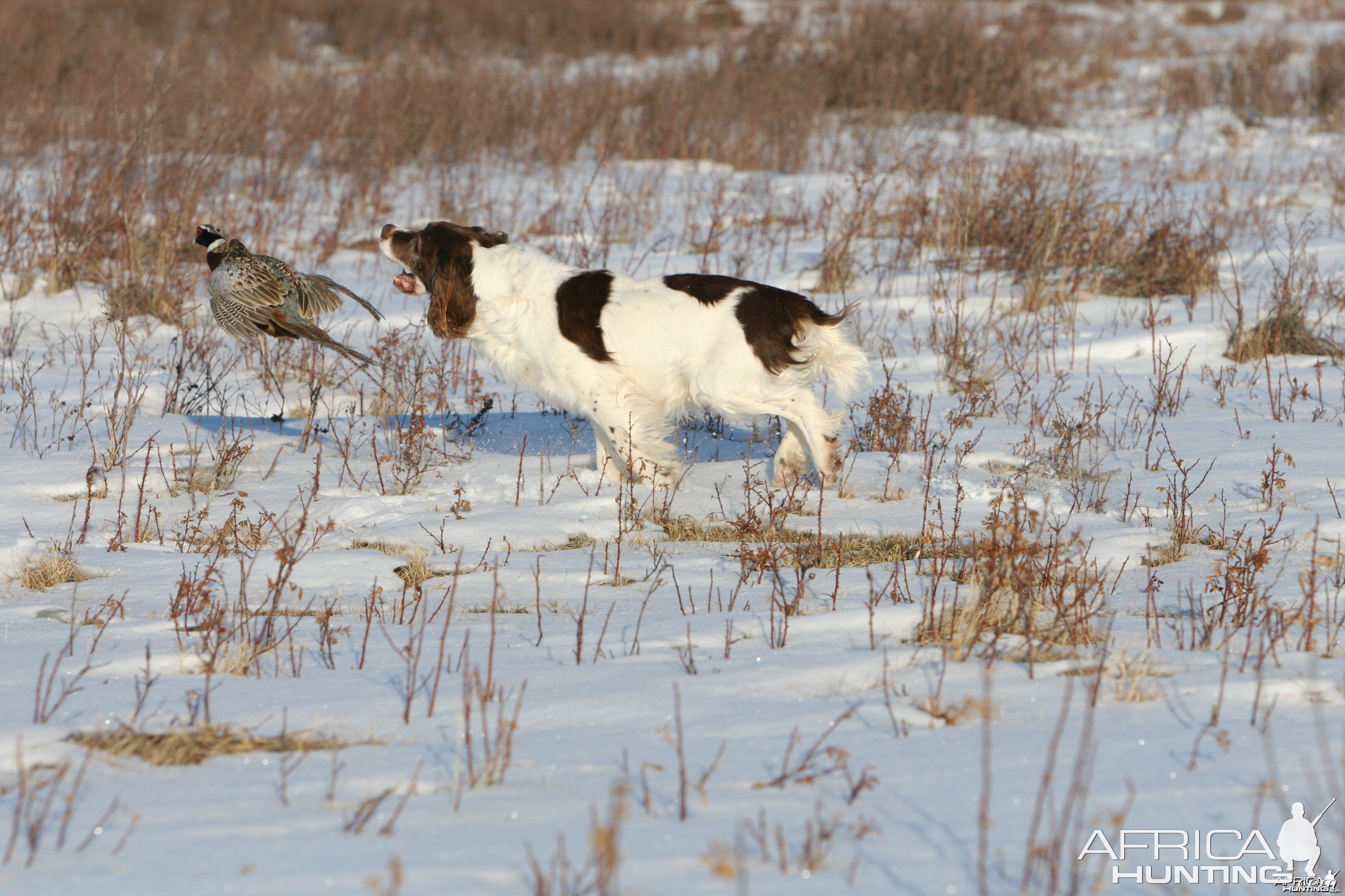 Pheasant Hunt