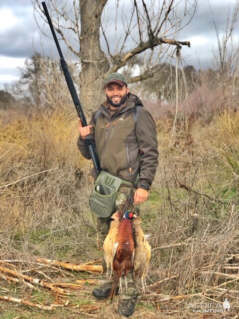 Pheasant hunt