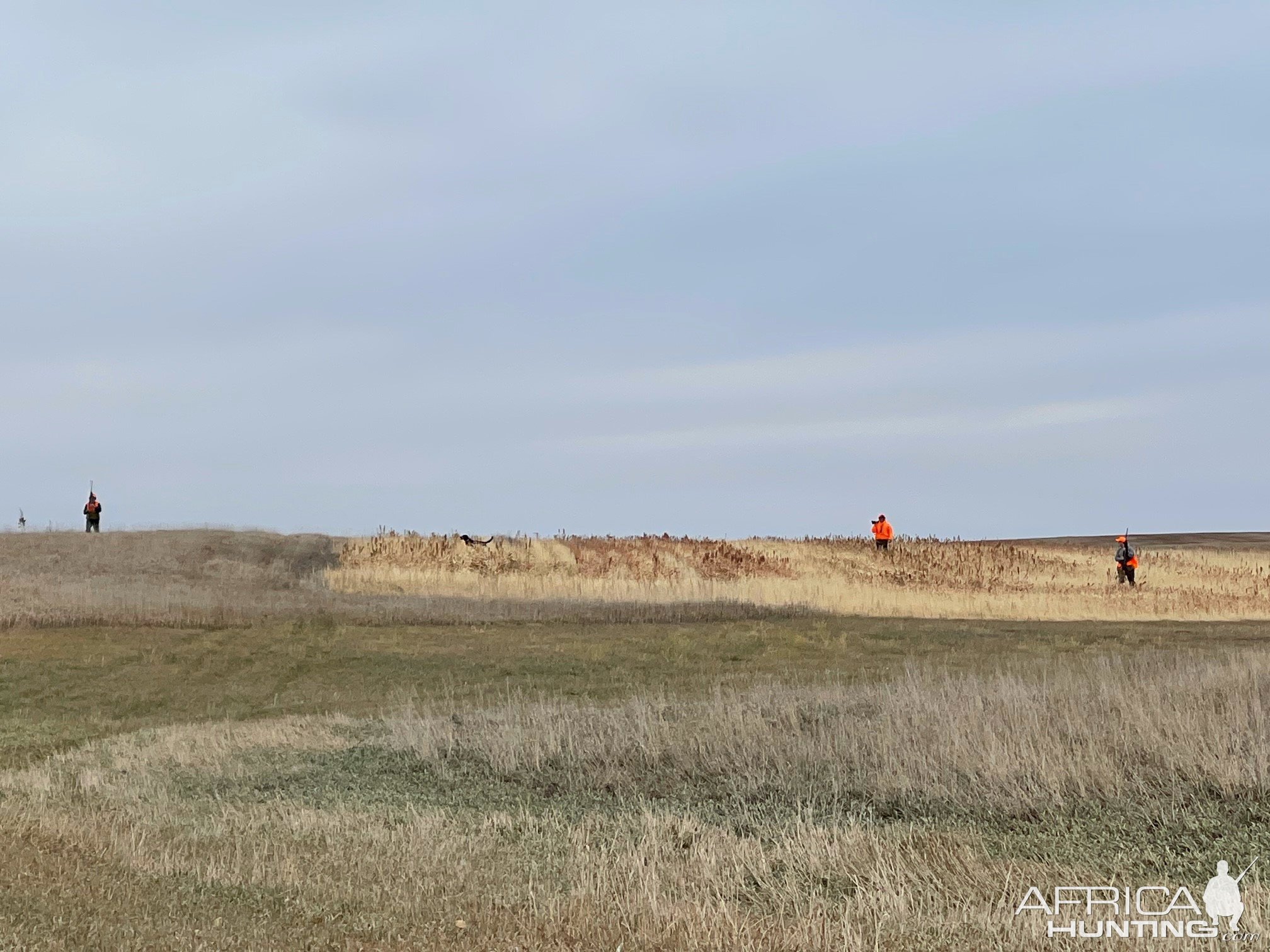 Pheasant hunting