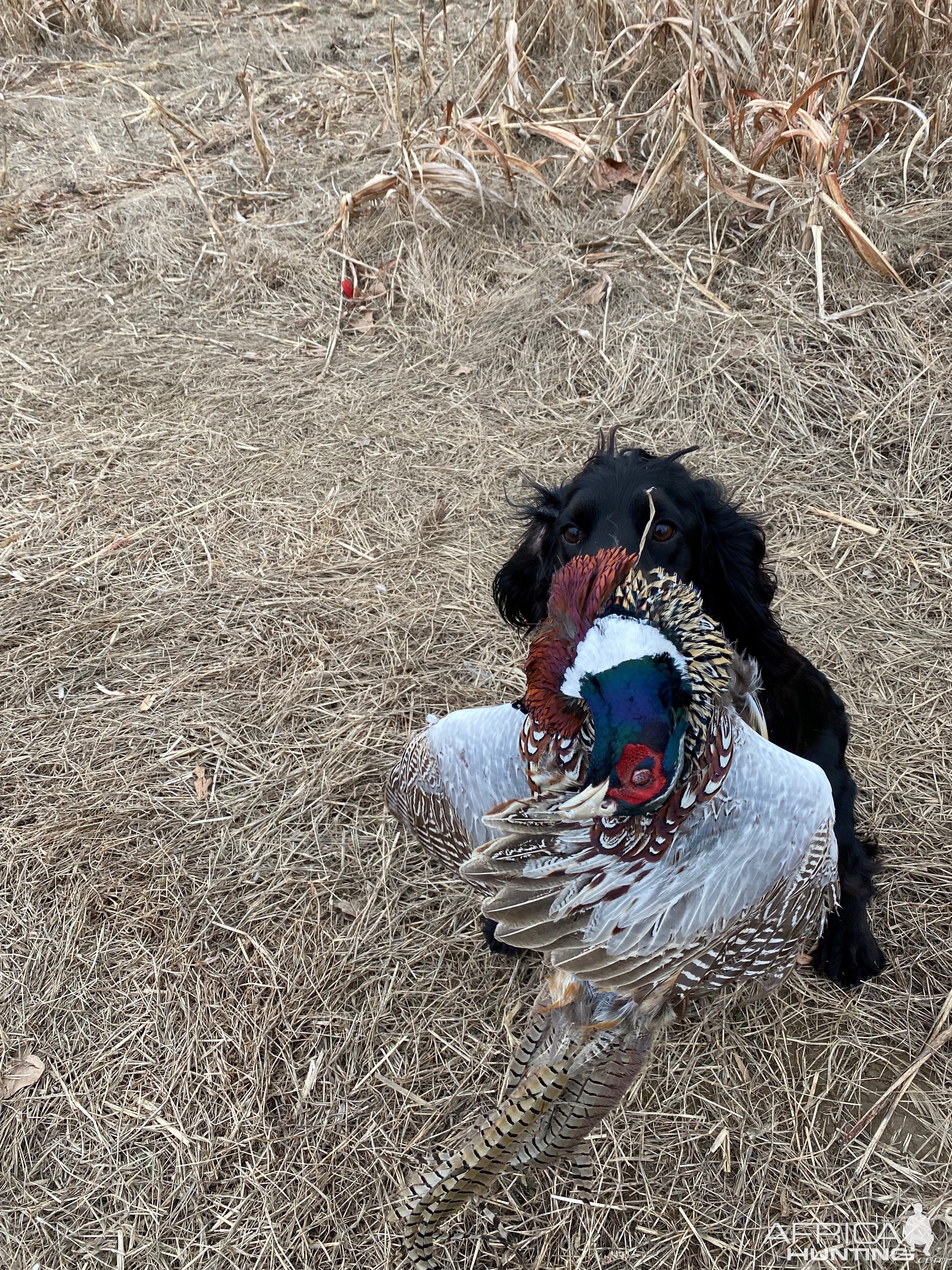 Pheasant Hunting