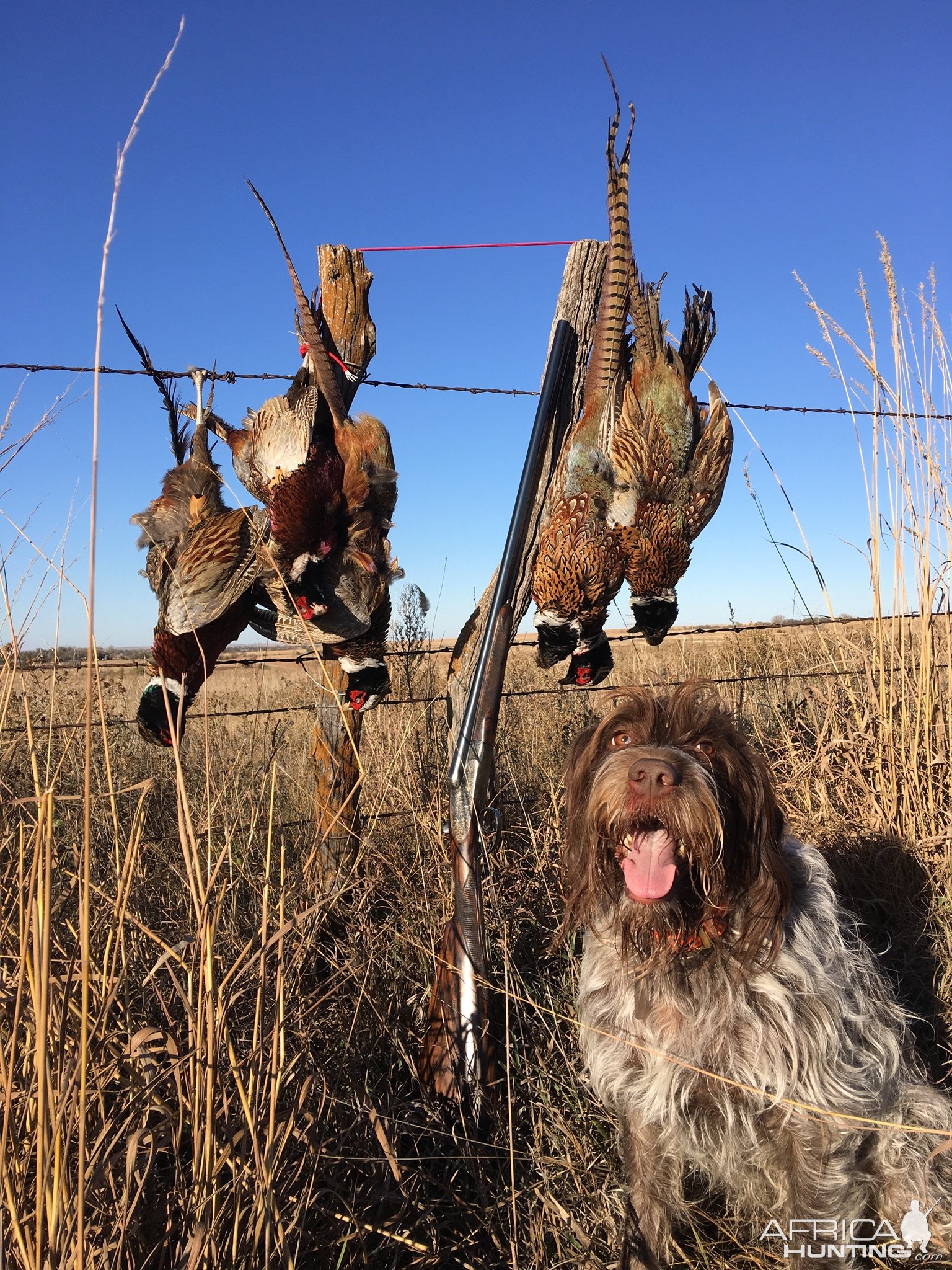 Pheasant Hunting