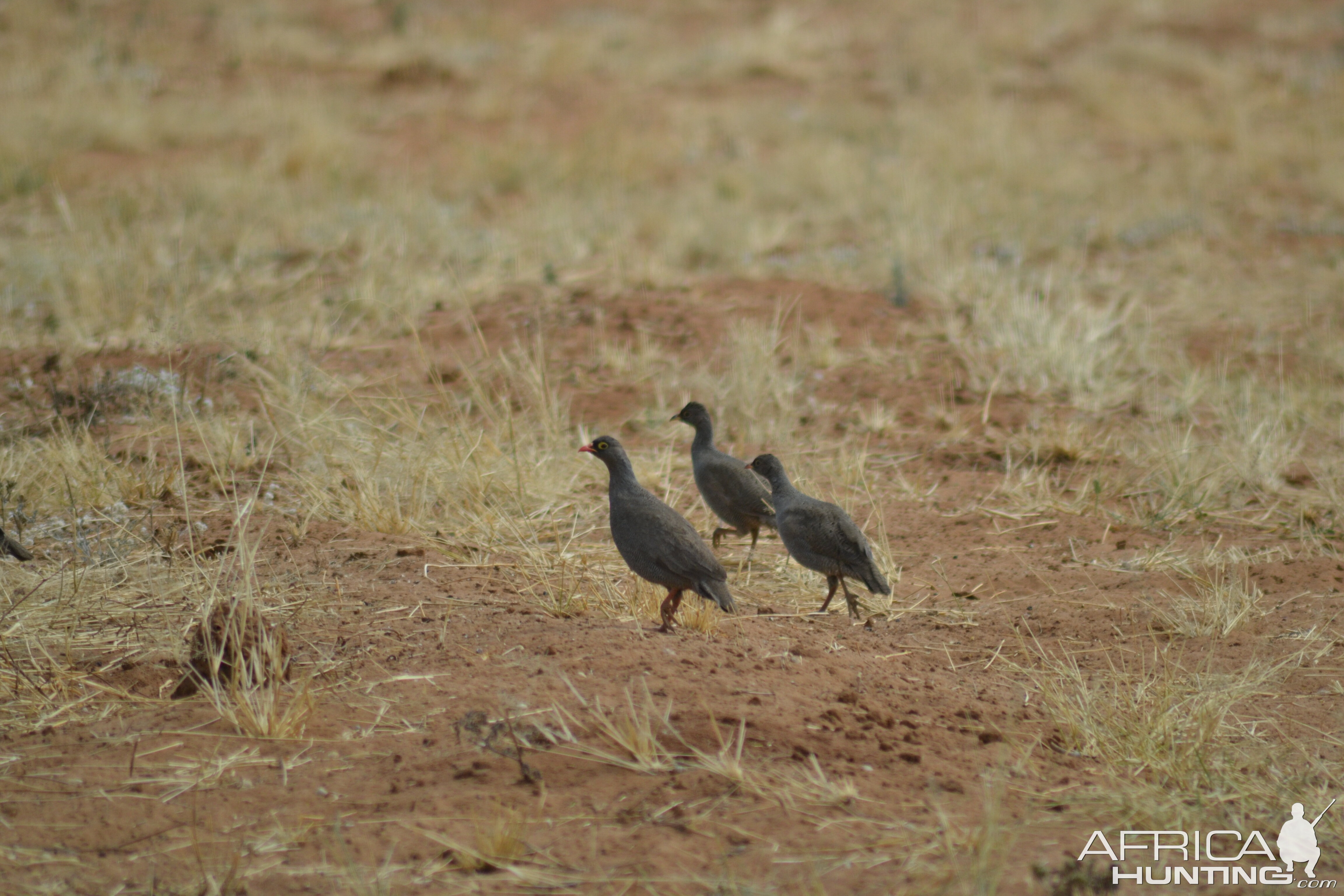 Pheasant in Namibia