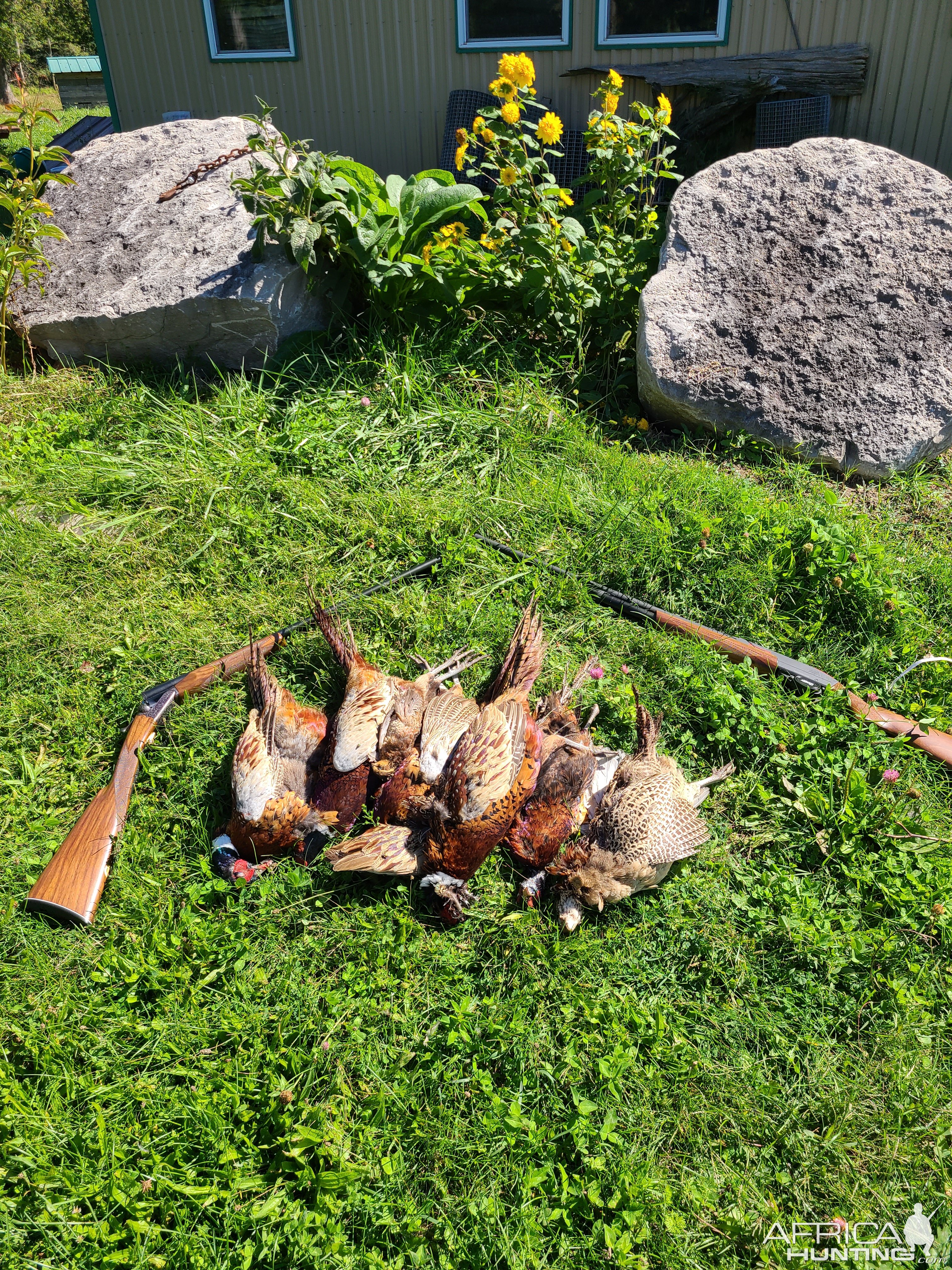 Pheasants & Bobwhite Quail Hunting Canada