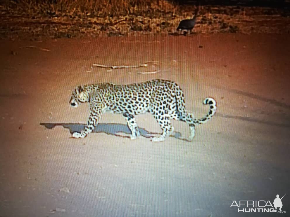 Picture of a leopard just walking the road in daylight