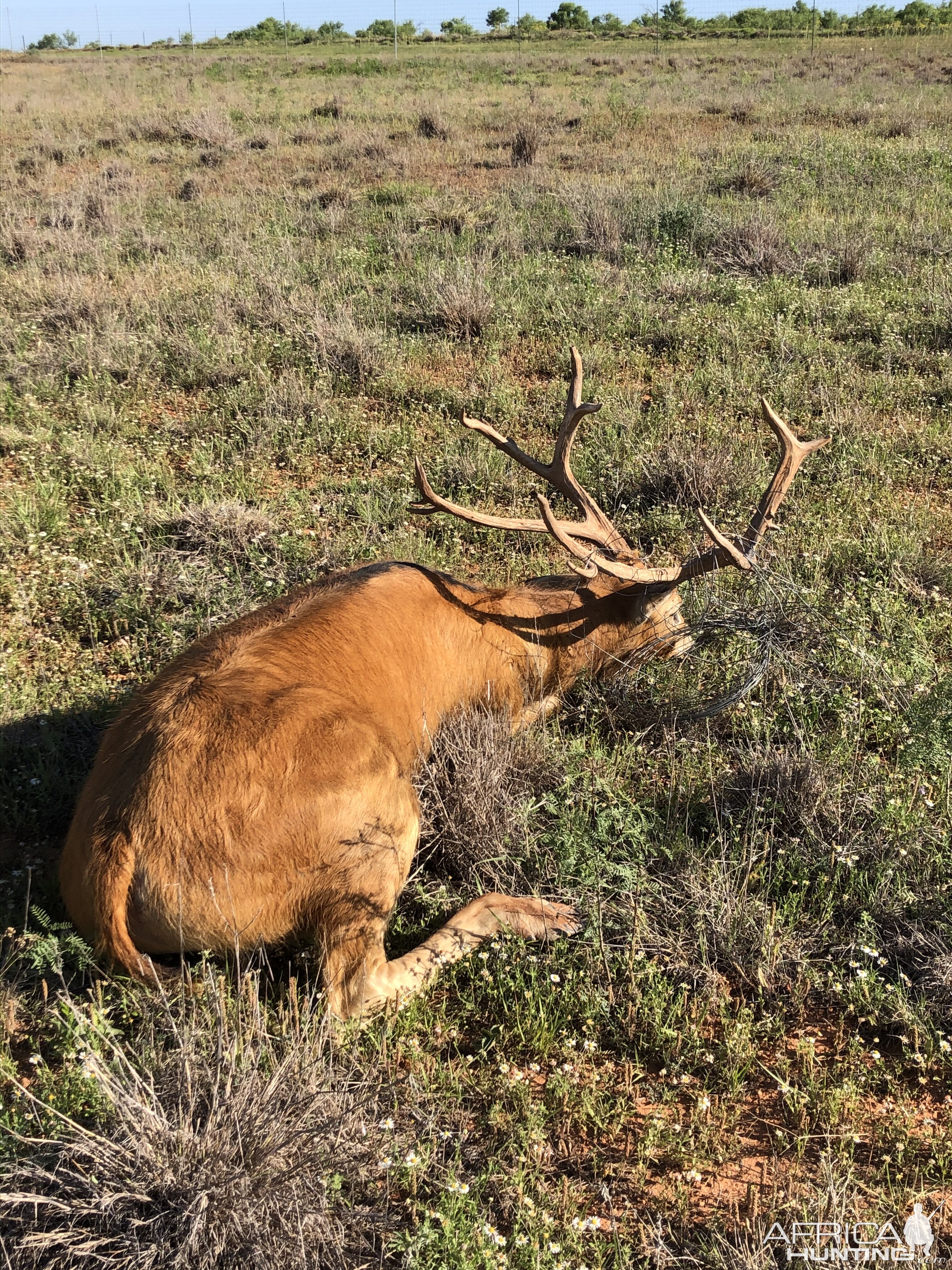 Pierre David Deer Texas USA