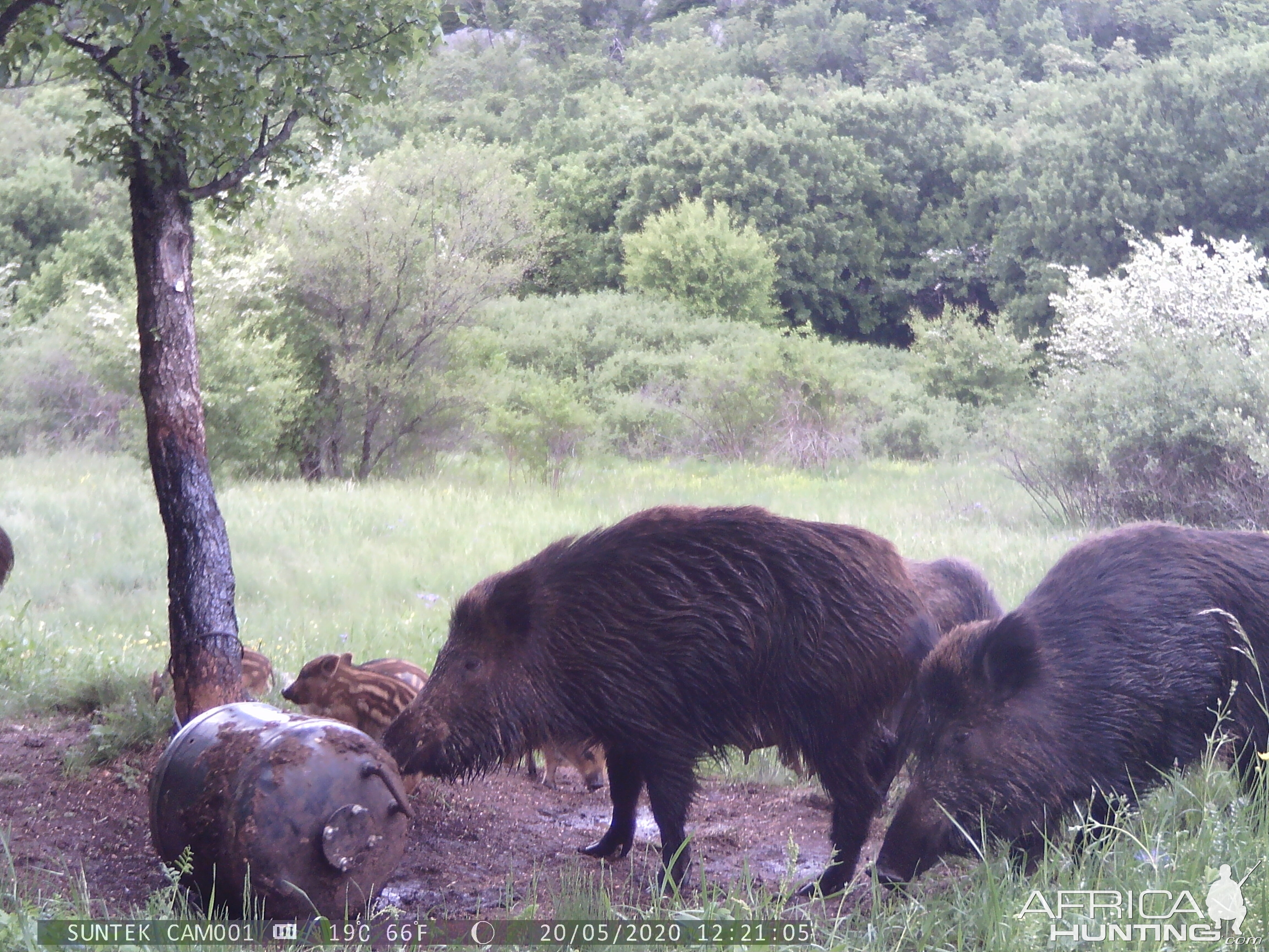 Pig Family Trail Cam Pictures Croatia Europe