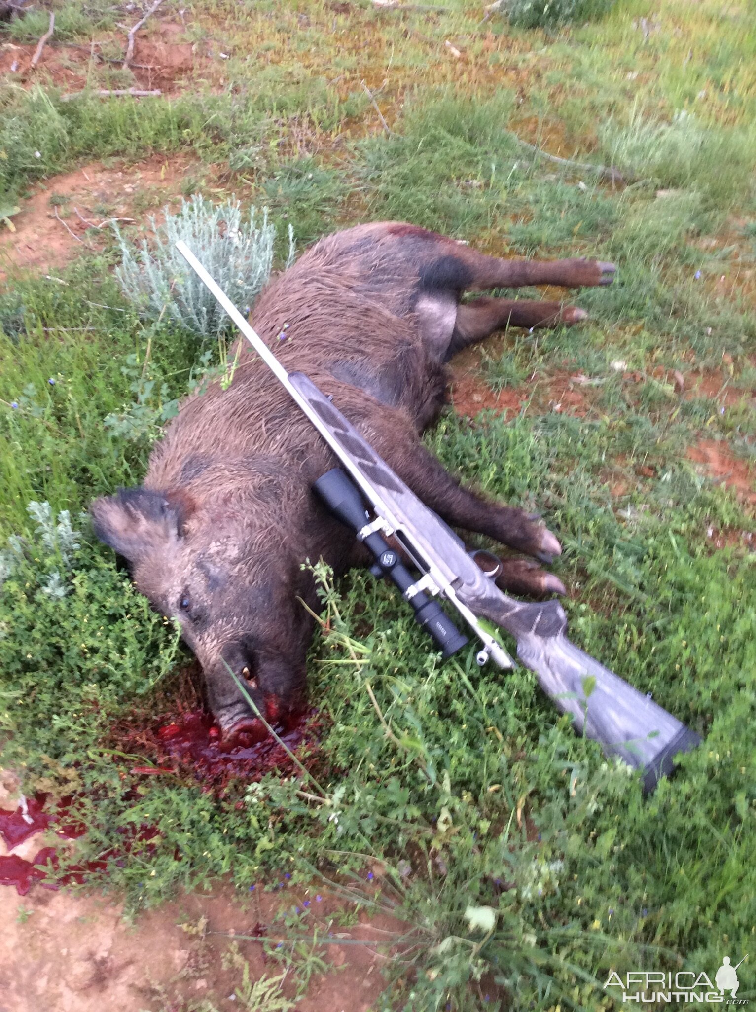 Pig Hunt Australia