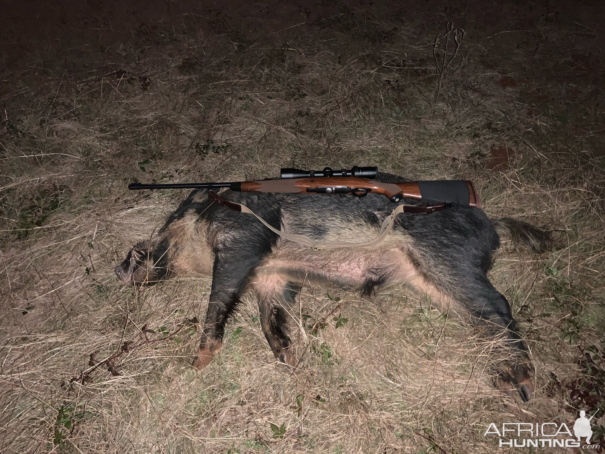 Pig Hunt Texas USA