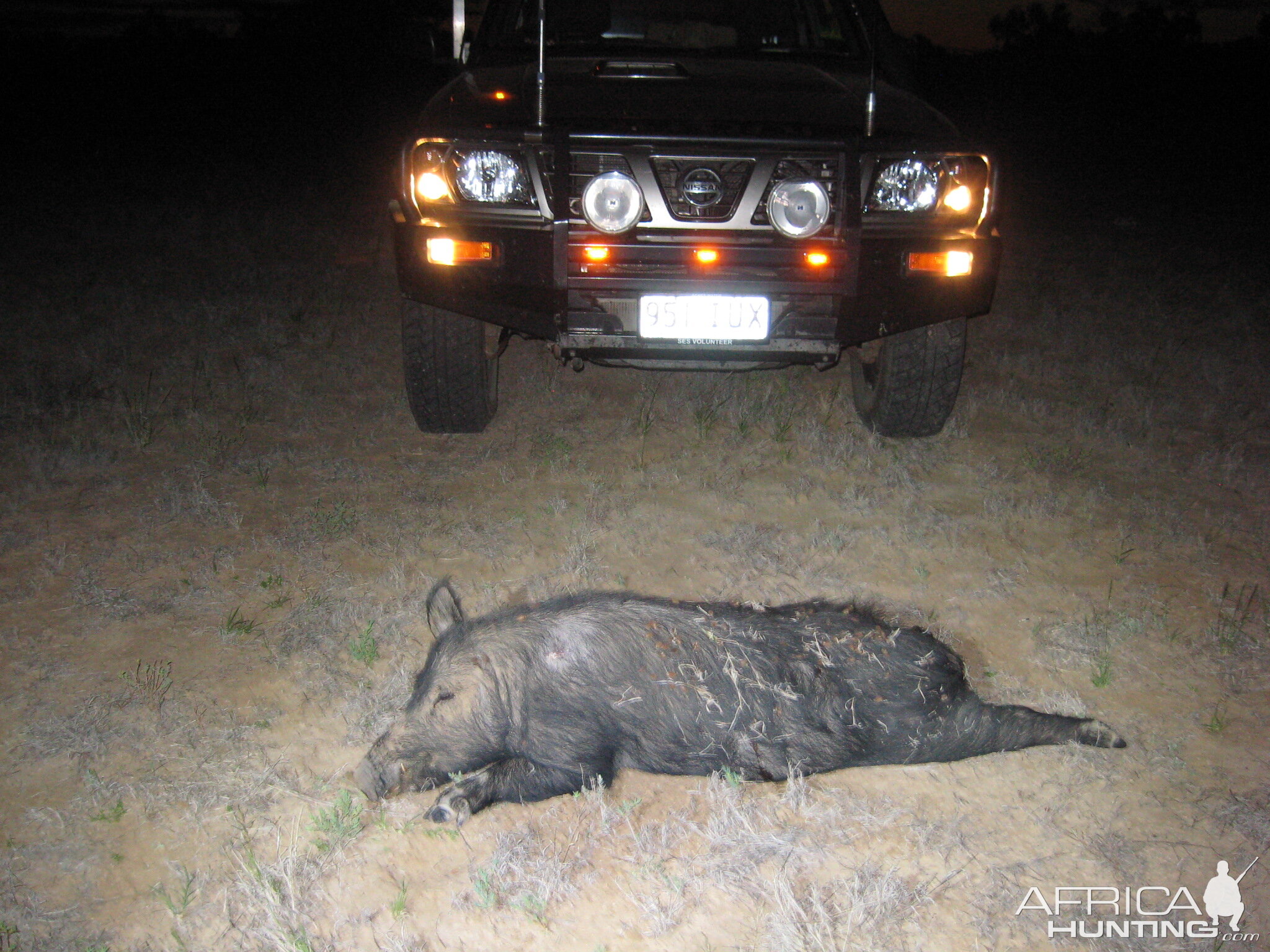 Pig Hunting Australia