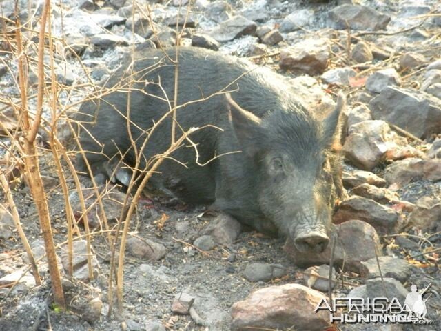 Pig Hunting in Australia