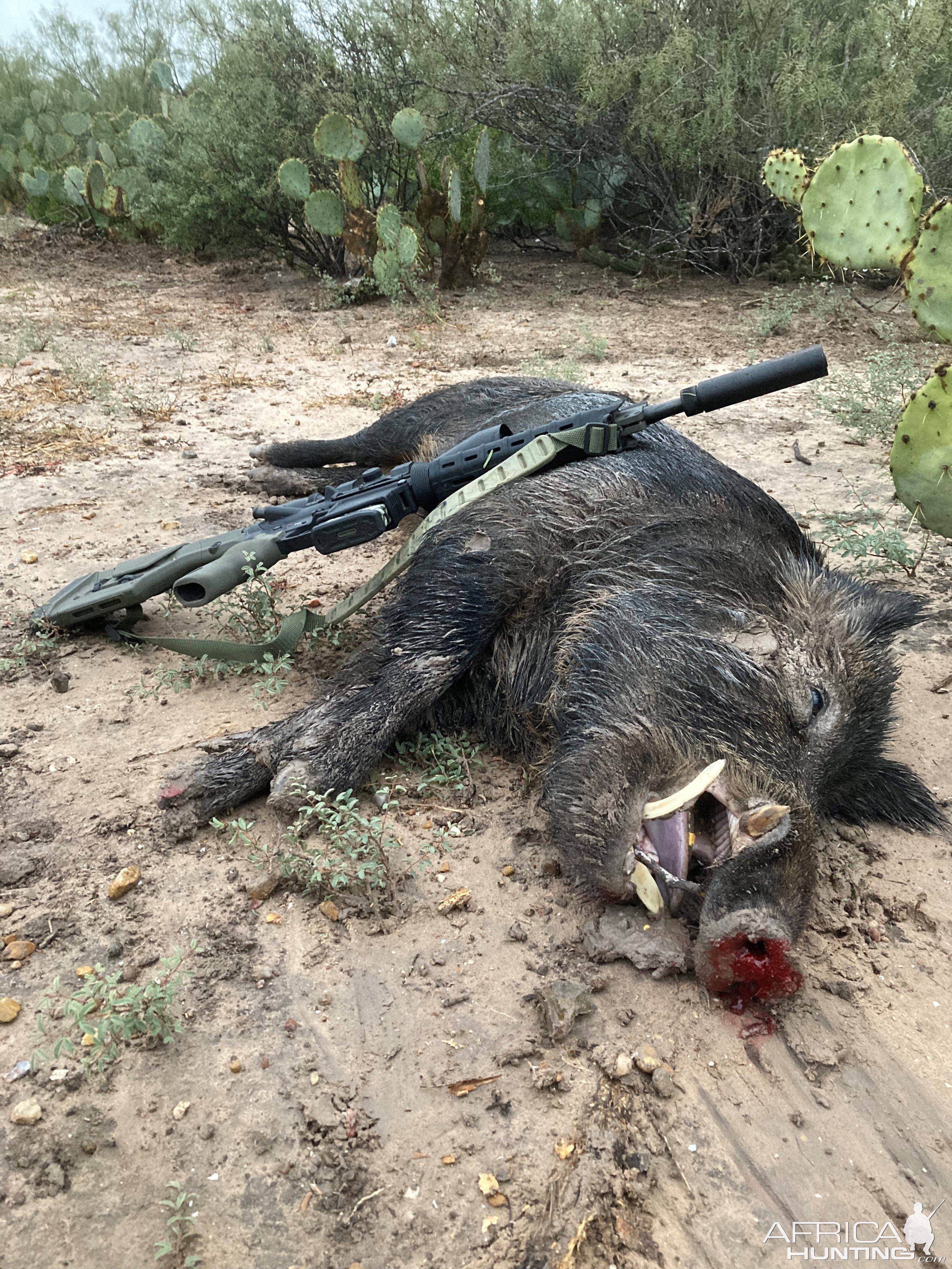 Pig Hunting Texas