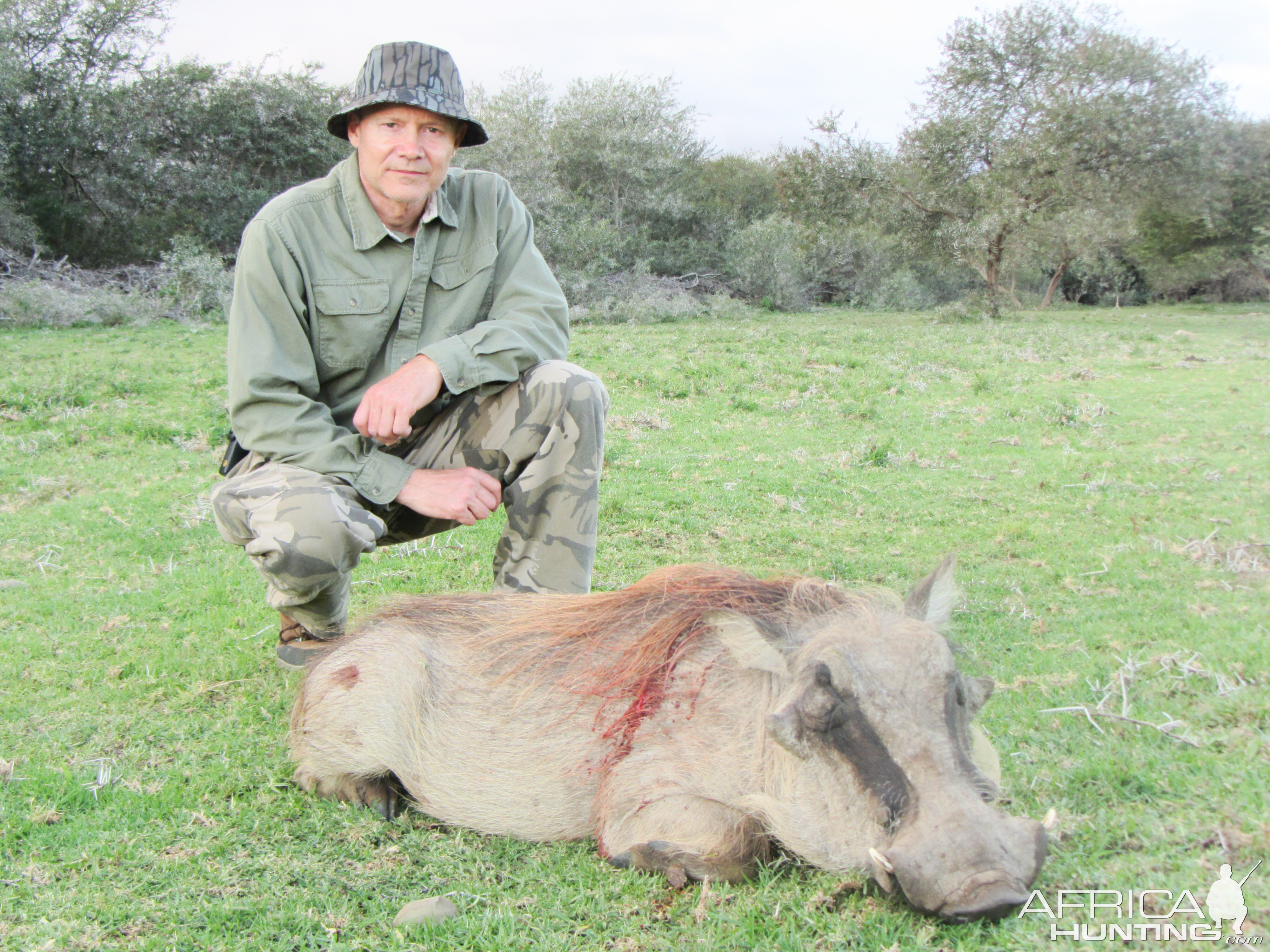 pig tossed by rhino