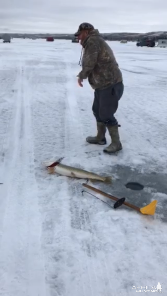 Pike Icefishing Canada