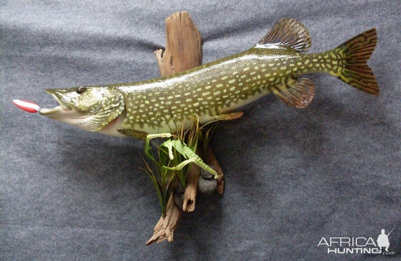 Pike Taxidermy