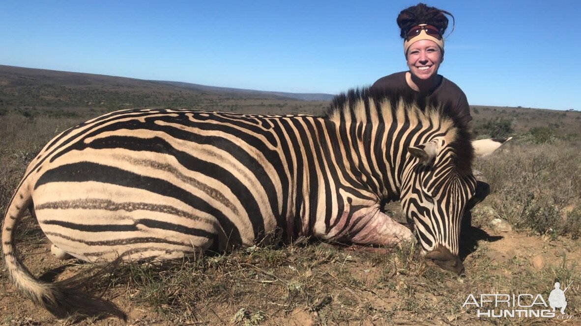 Plains Zebra Hunting South Africa