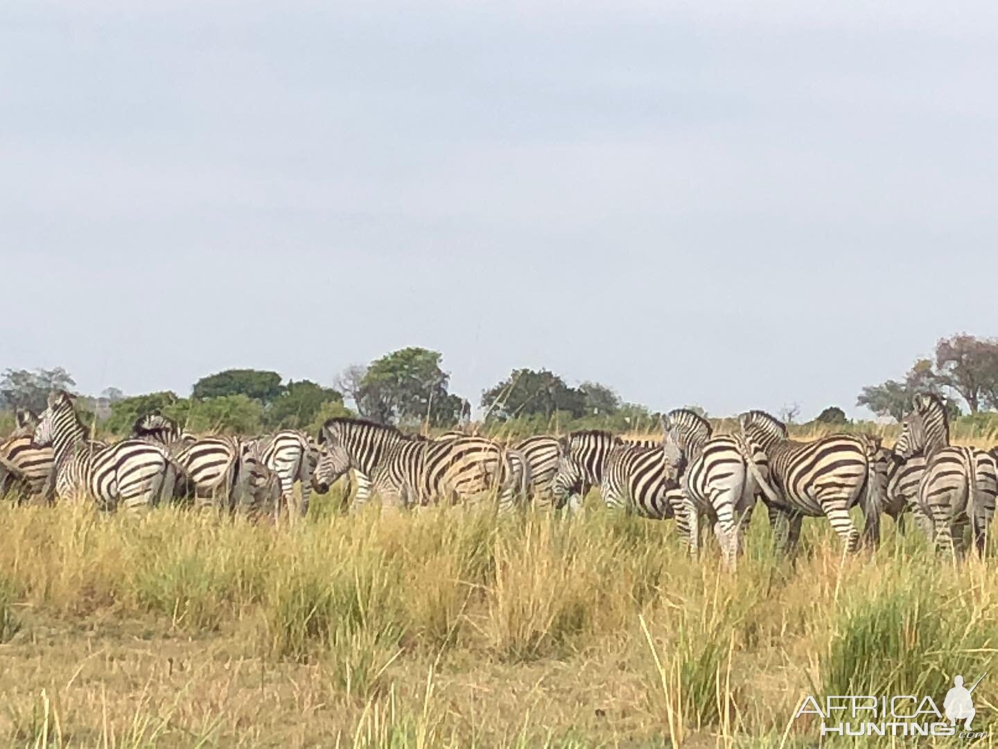 Plains Zebra in Tanzania